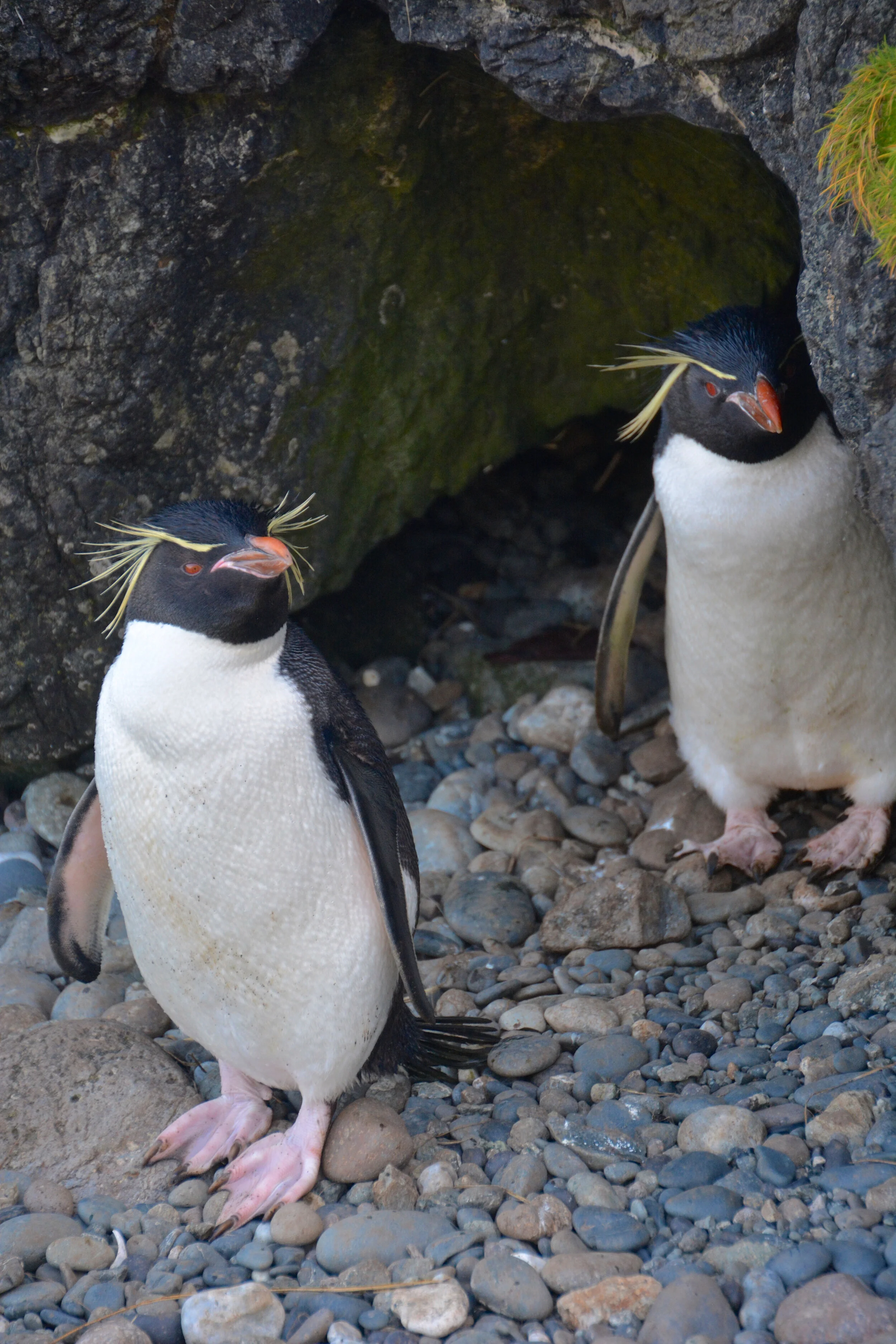 M065 - Rock Hopper penguins at Camp Hill - Christmas day 2013