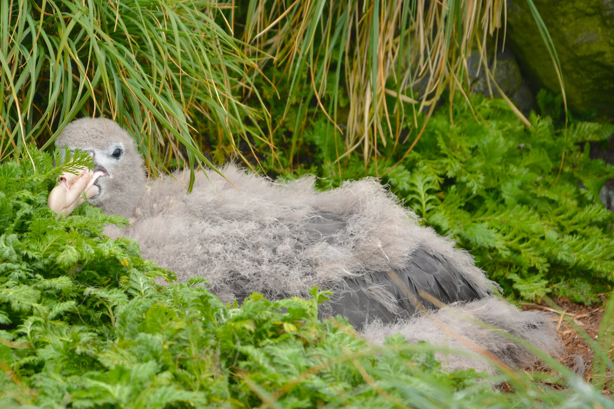 M070 - Giant petrel chick - December 2013