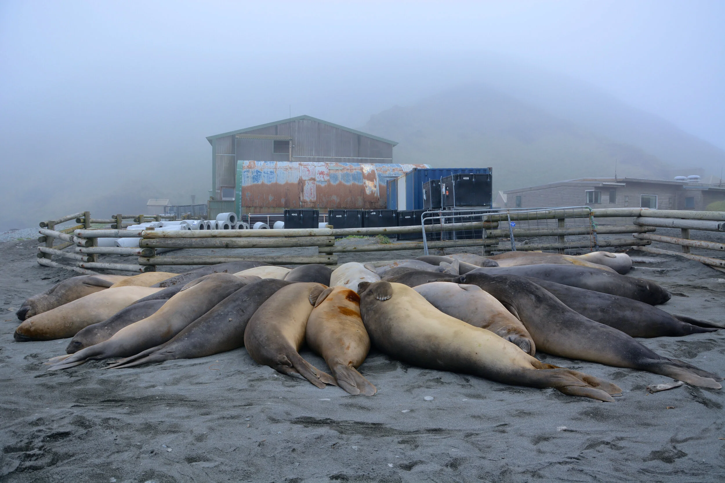 M071 - Elephant seal wallow near the station - December 2013