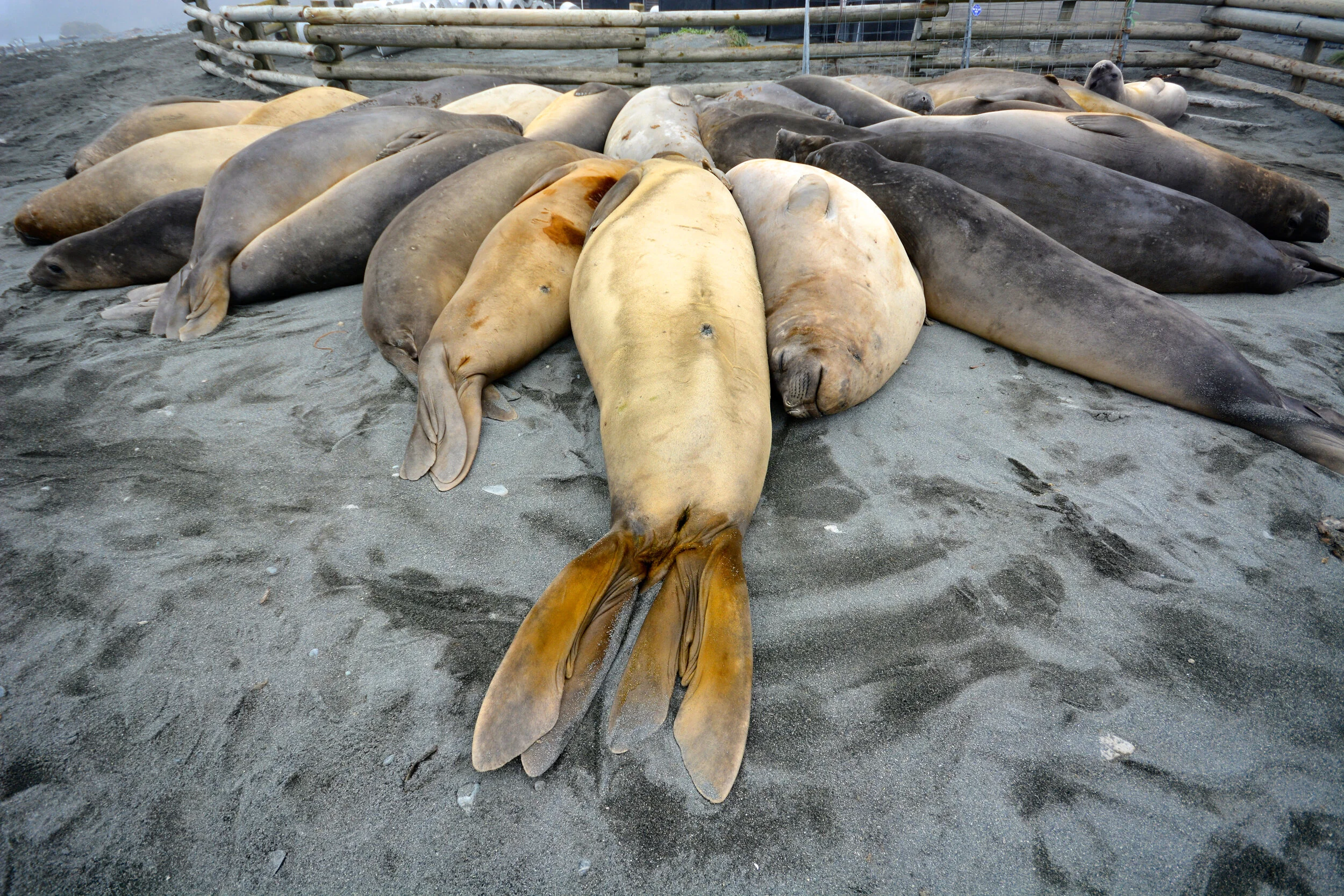 M072 - Elephant seal wallow near the station - December 2013