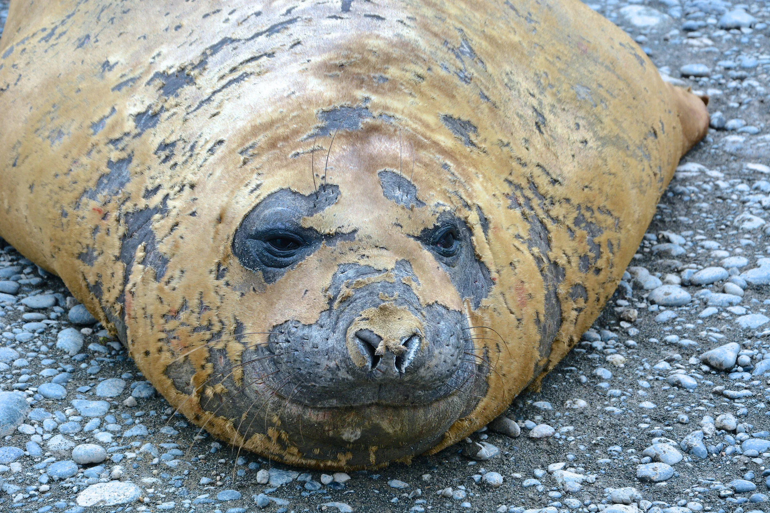 M074 - Molting male elephant seal - January 2014