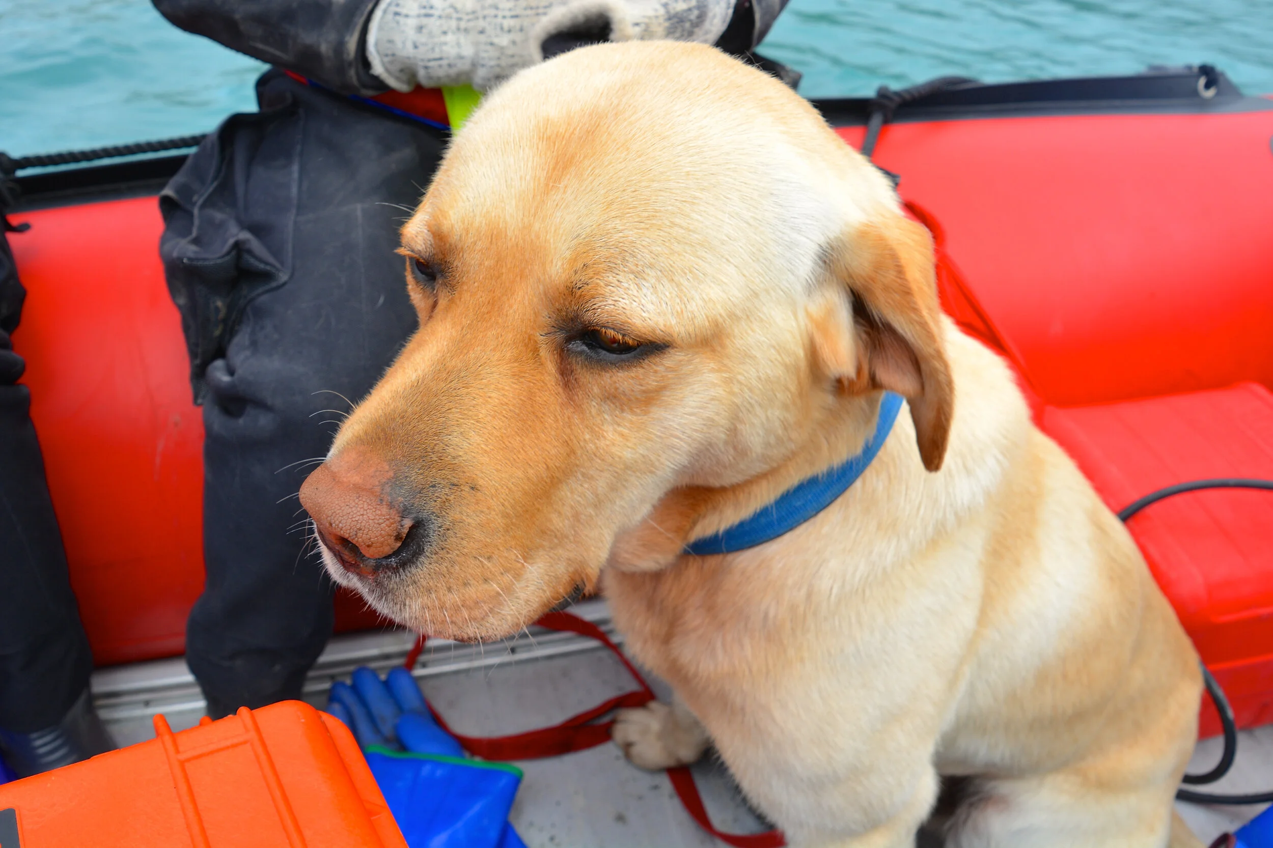 M077 - MIPEP (Macquarie Island Pest Eradication Program) dog Flax being transported down island in a IRB - January 2014