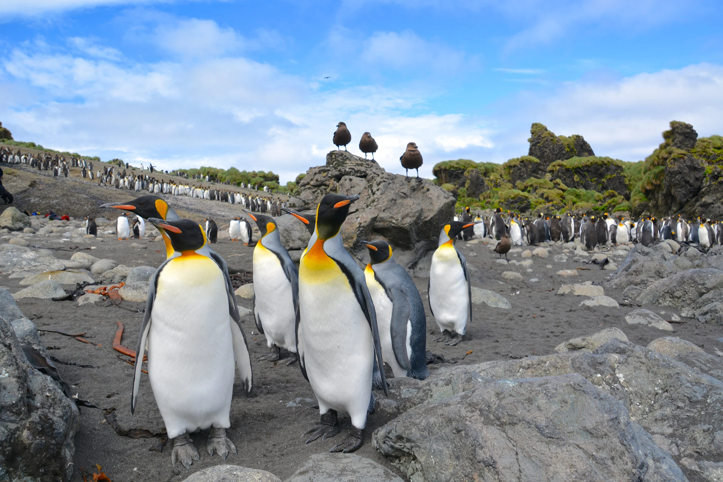 M078 - Skuas monitoring the King penguins at Hurd Point - January 2014