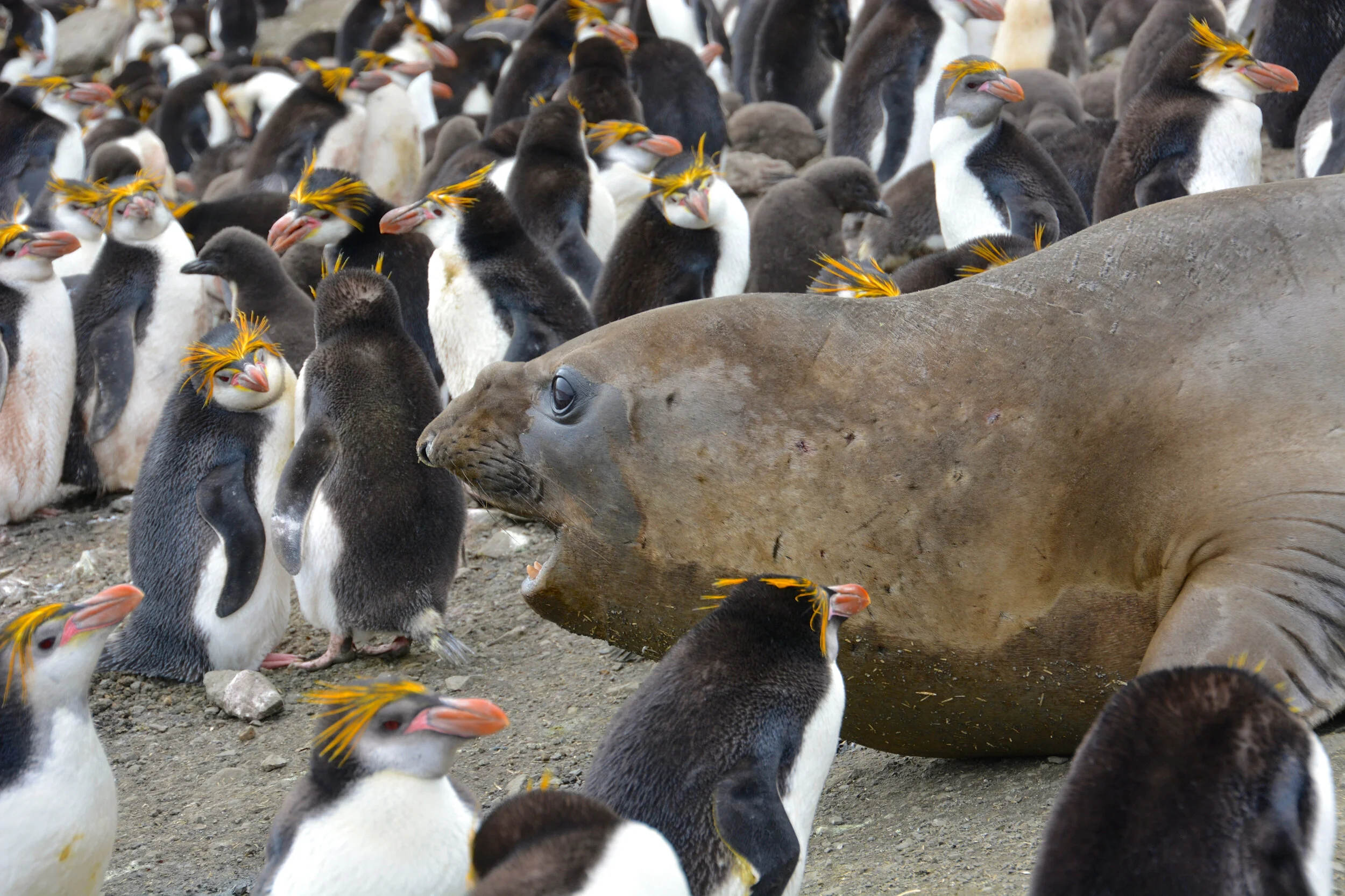M082 - Young elephant seal charging through the Royal penguin colony at Hurd Point - January 2014