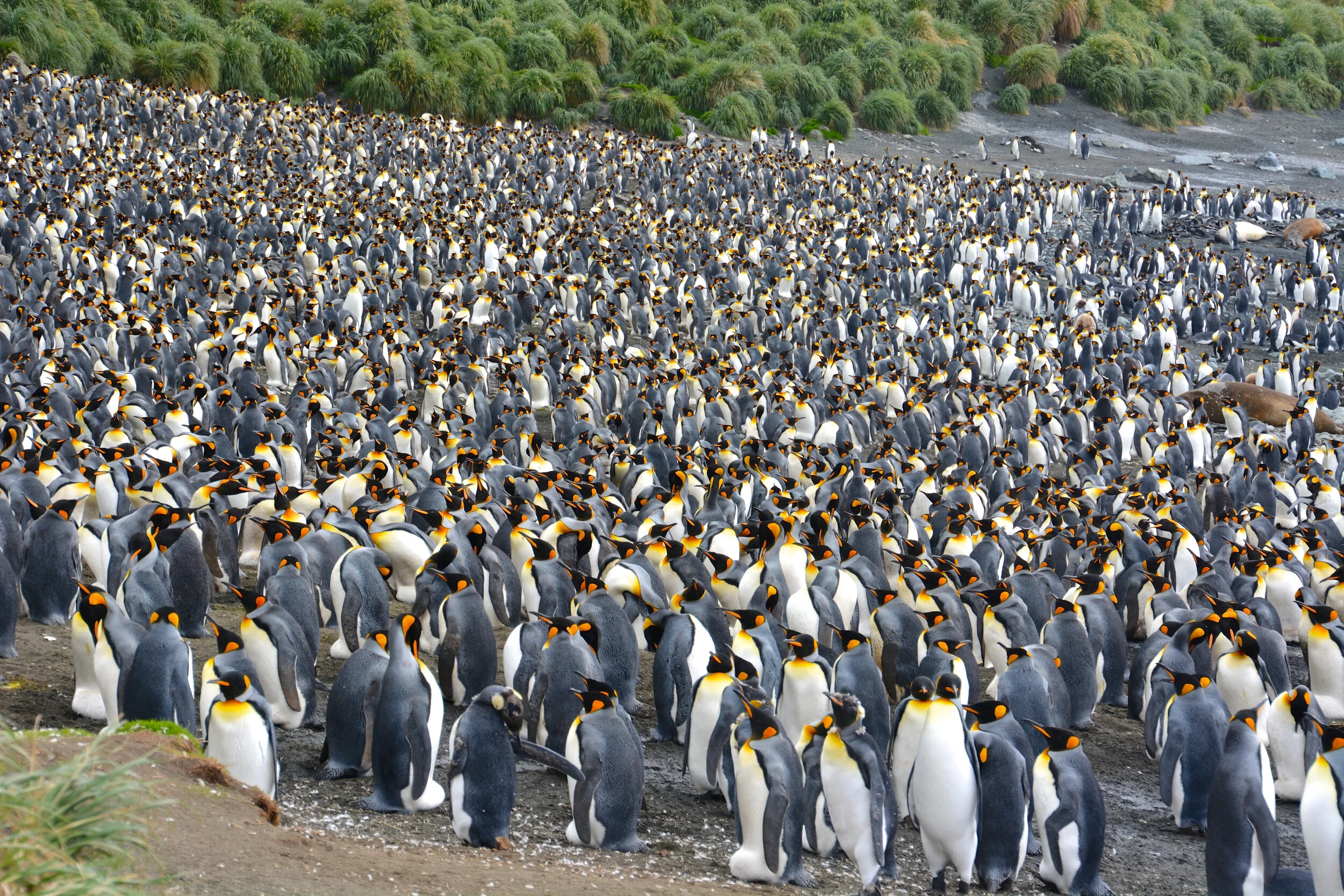 M091 - King penguin colony at Sandy Bay on the East coast - January 2014