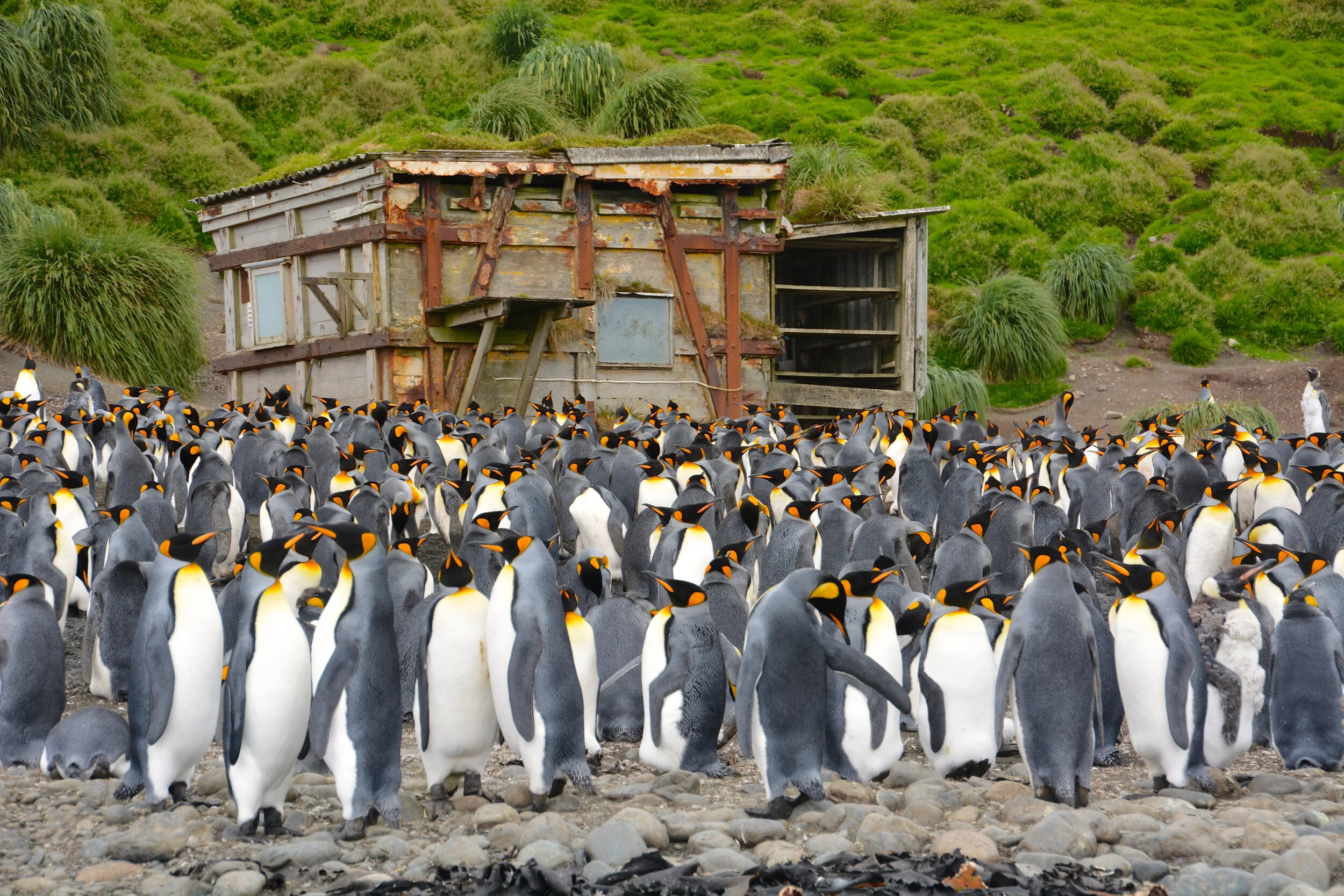 M092 - King penguins at Sandy Bay - January 2014