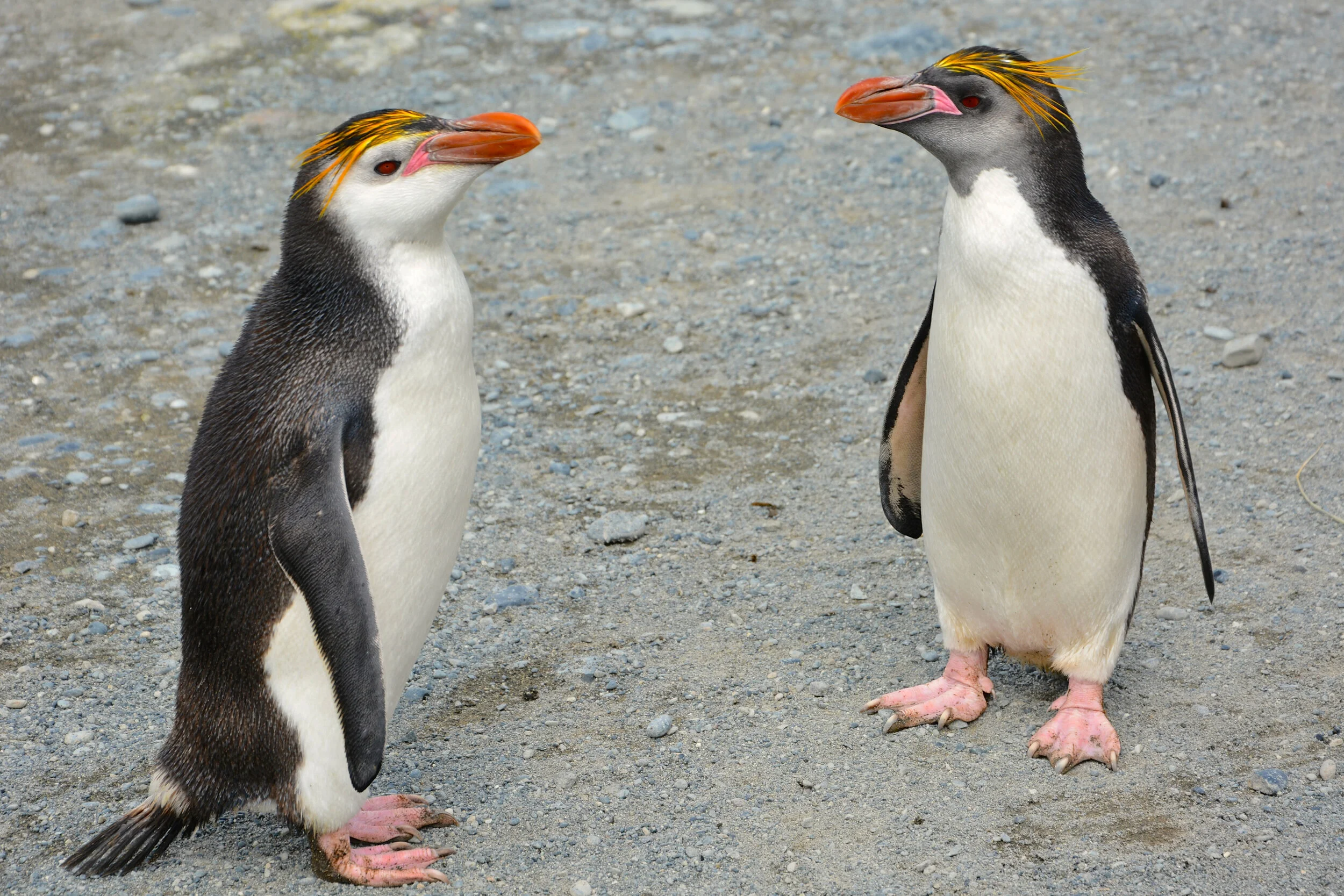 M095 - A pair of Royal penguins with different coloured faces - January 2014