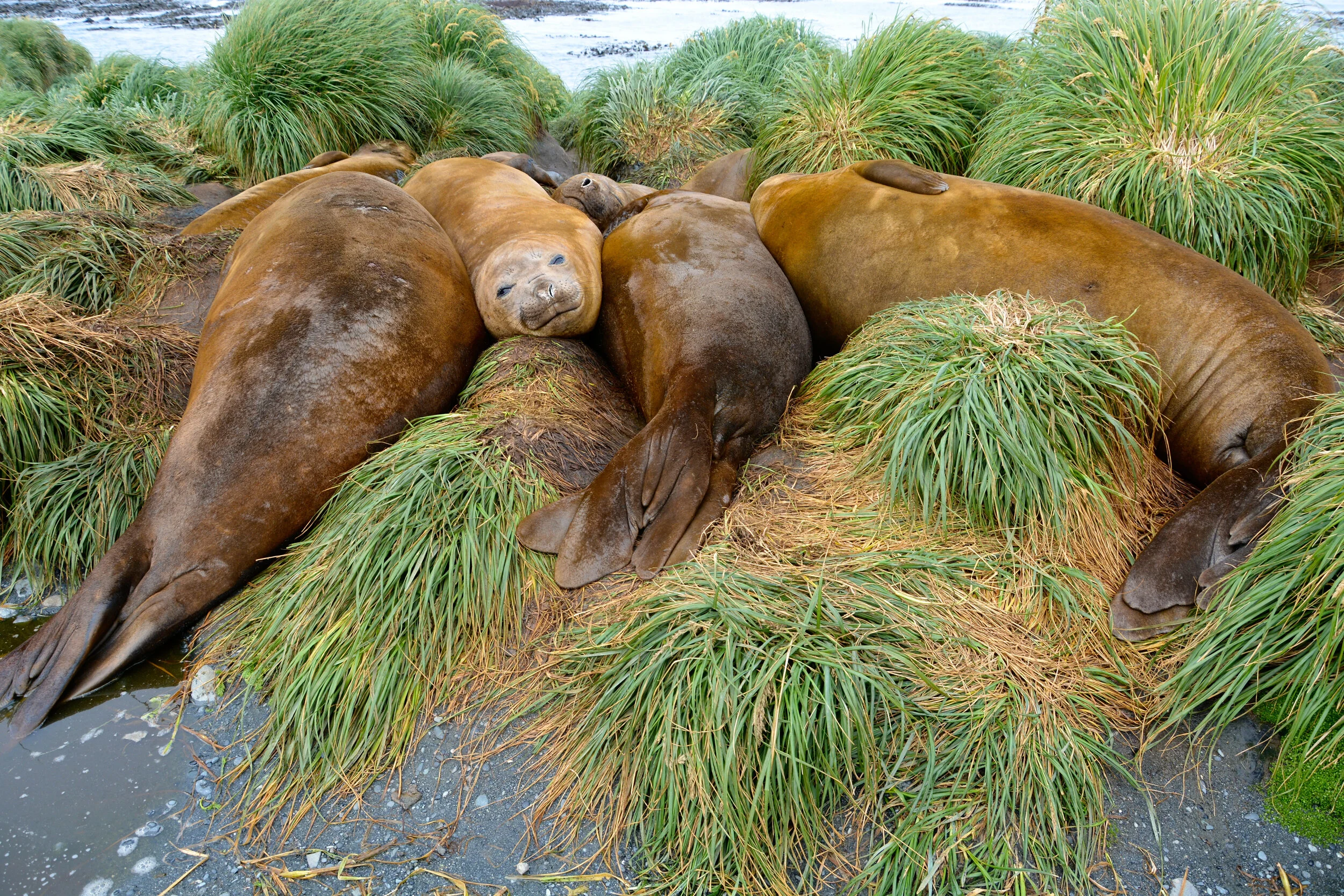M097 - Juvenile elephant seals wallowing near the Meteorological building