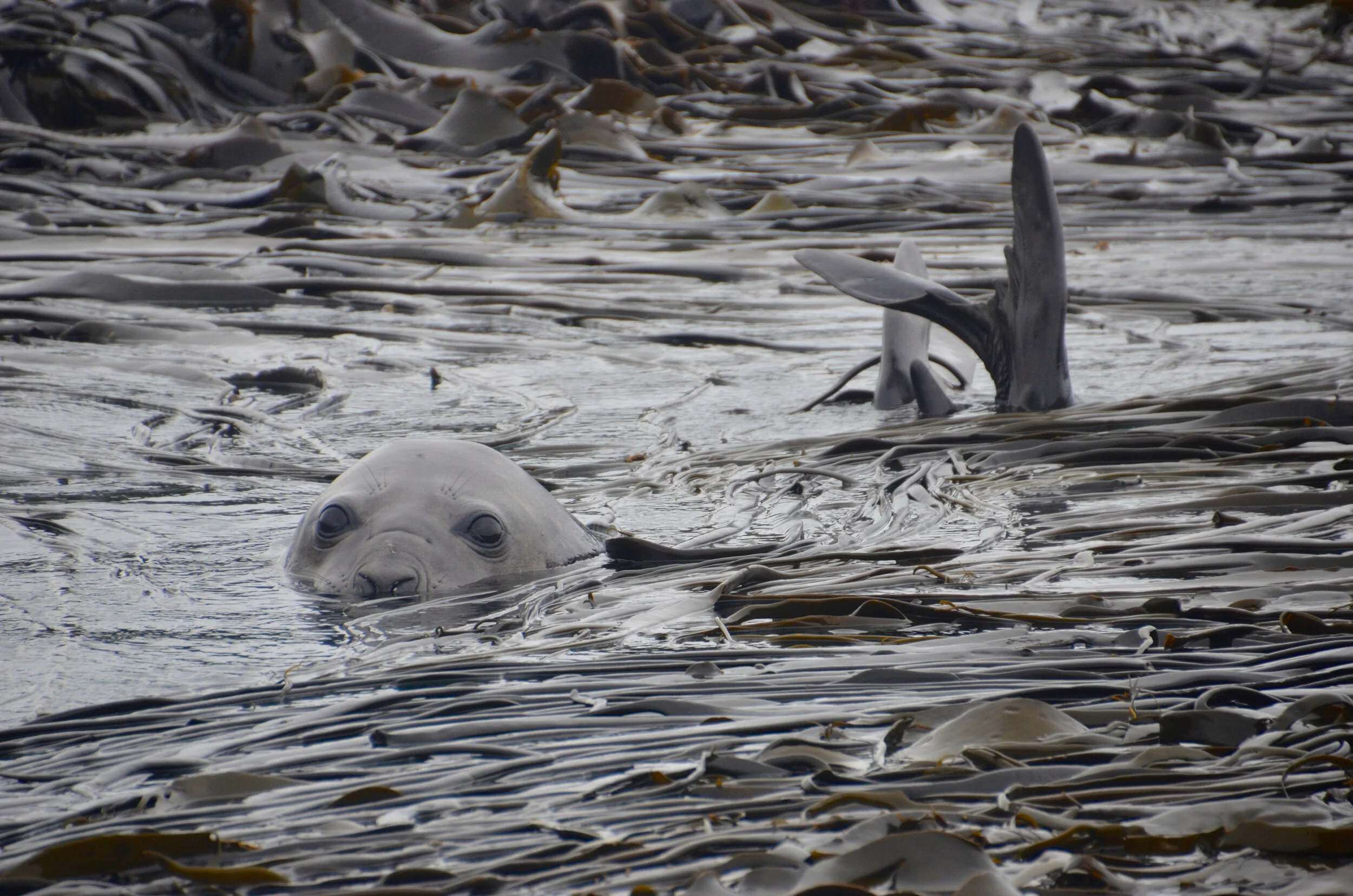 M098 - Young elephant seal in the giant kelp on the western side of the Isthmus