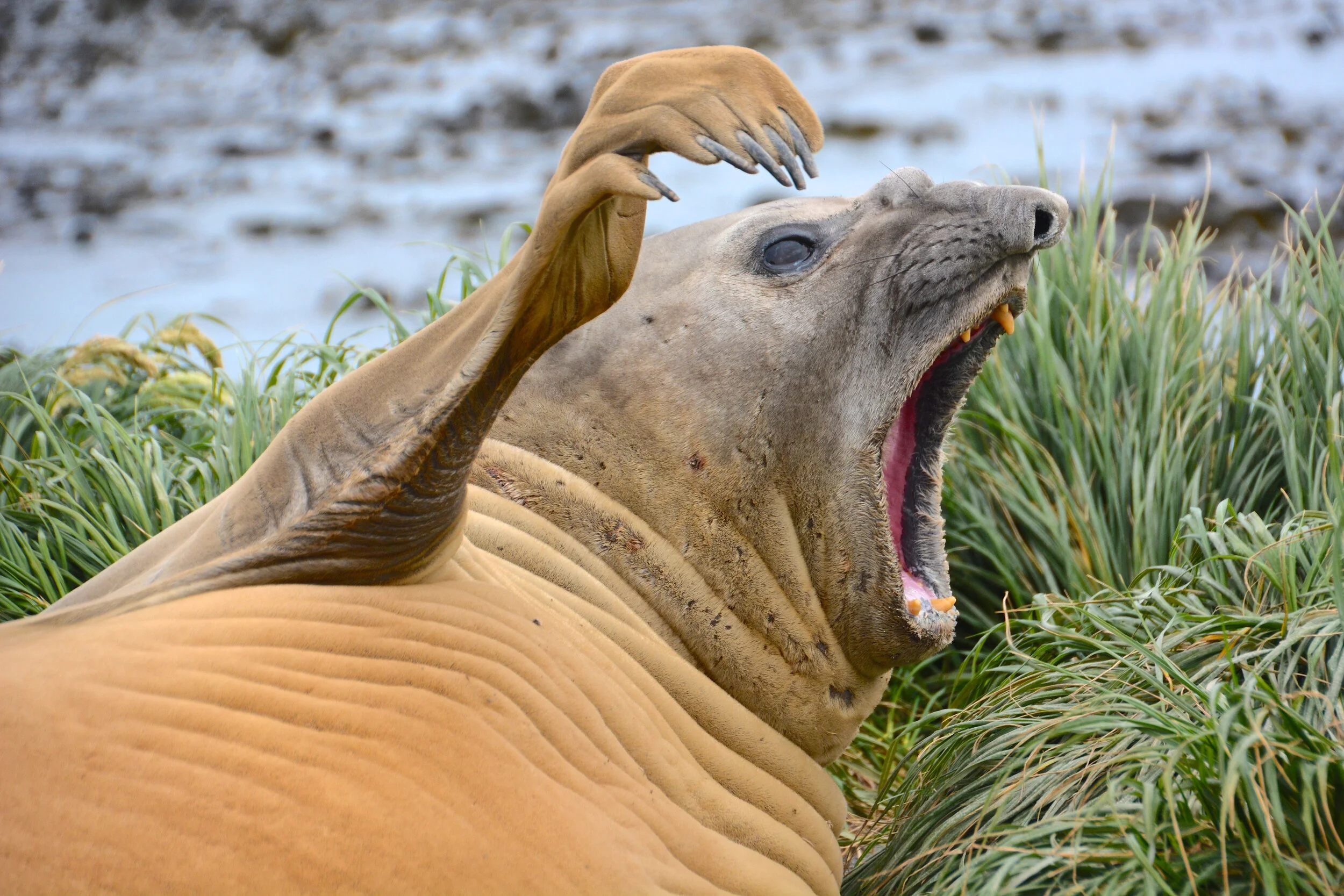 M099 - Juvenile male elephant seal - January 2014