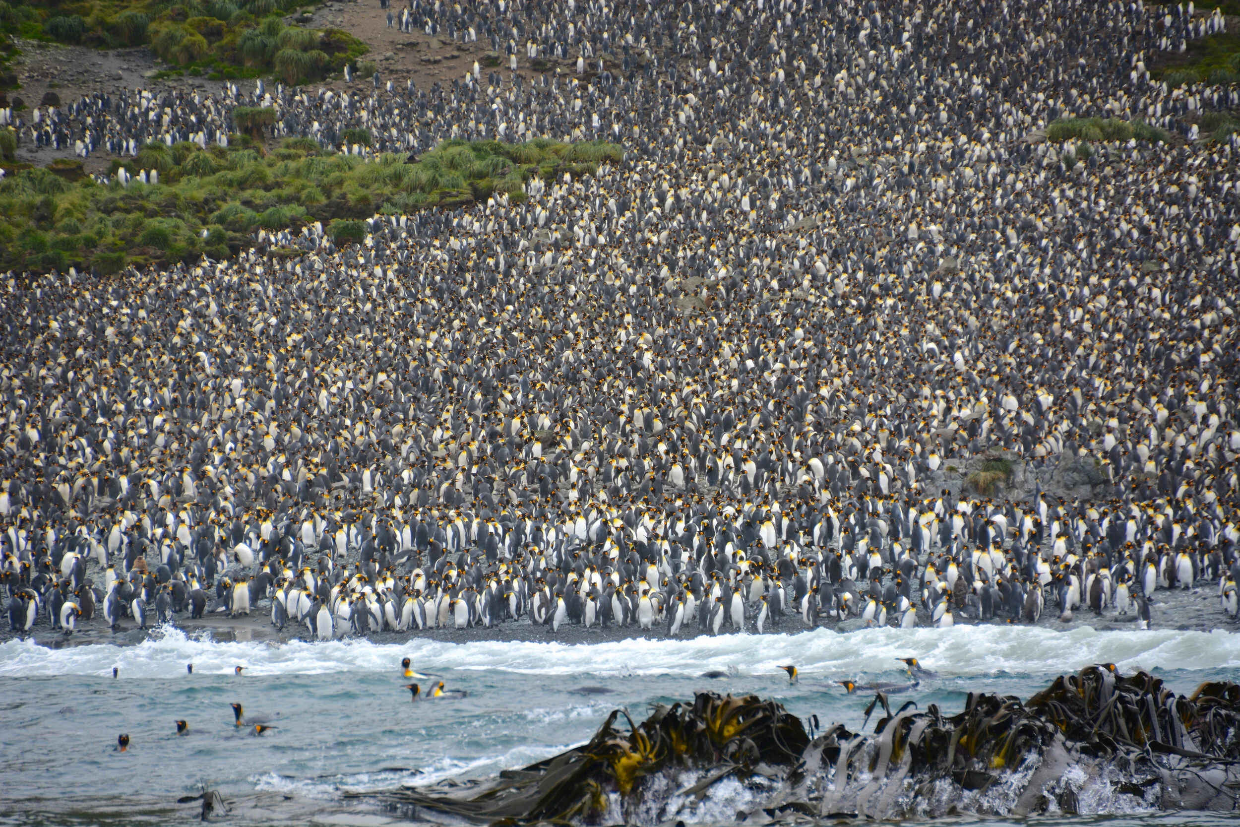 M103 - King penguin colony at Lusitania Bay on the east coast - January 2014