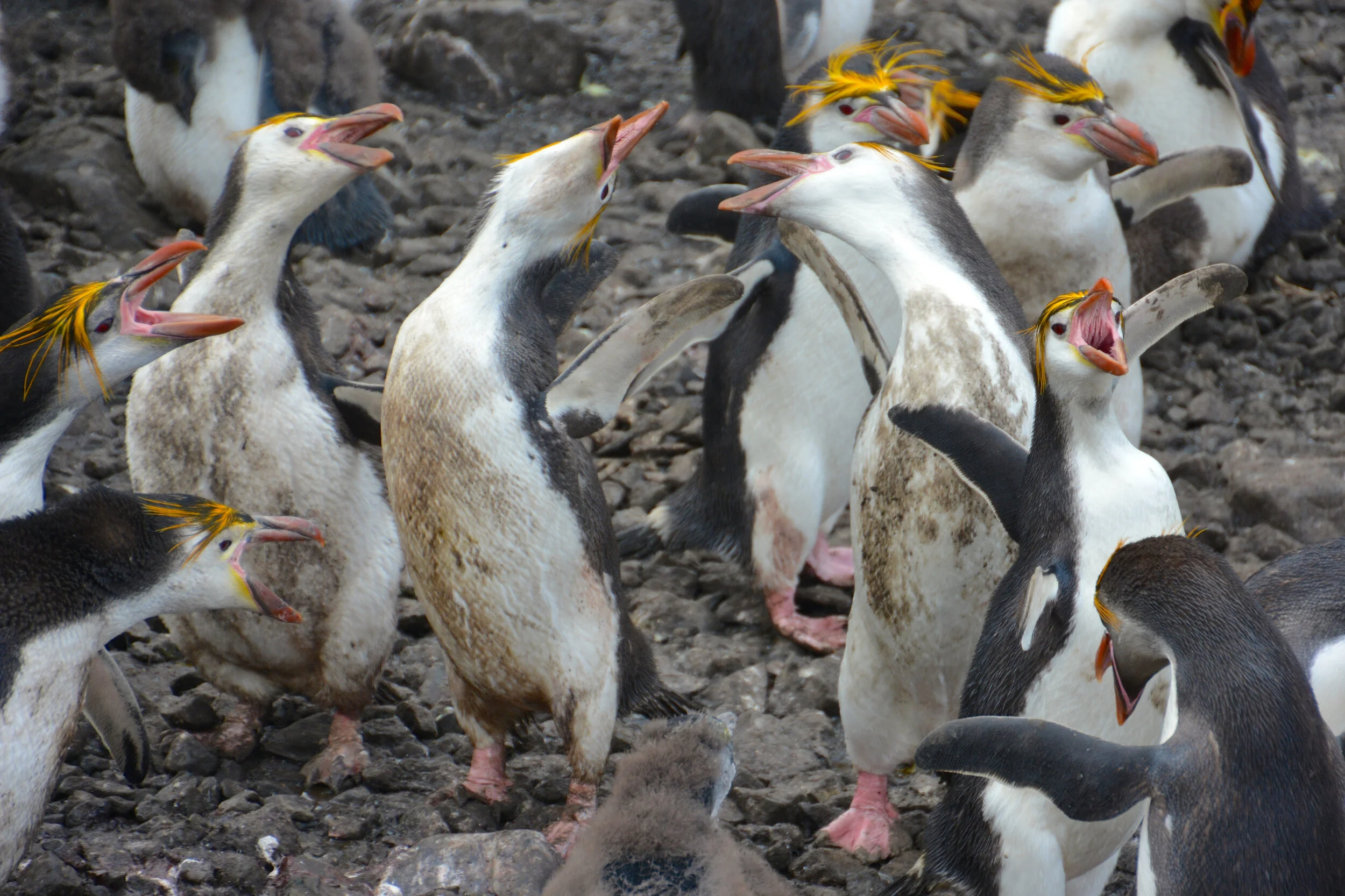 M107 - A bit of agro in the royal penguin colony - January 2014