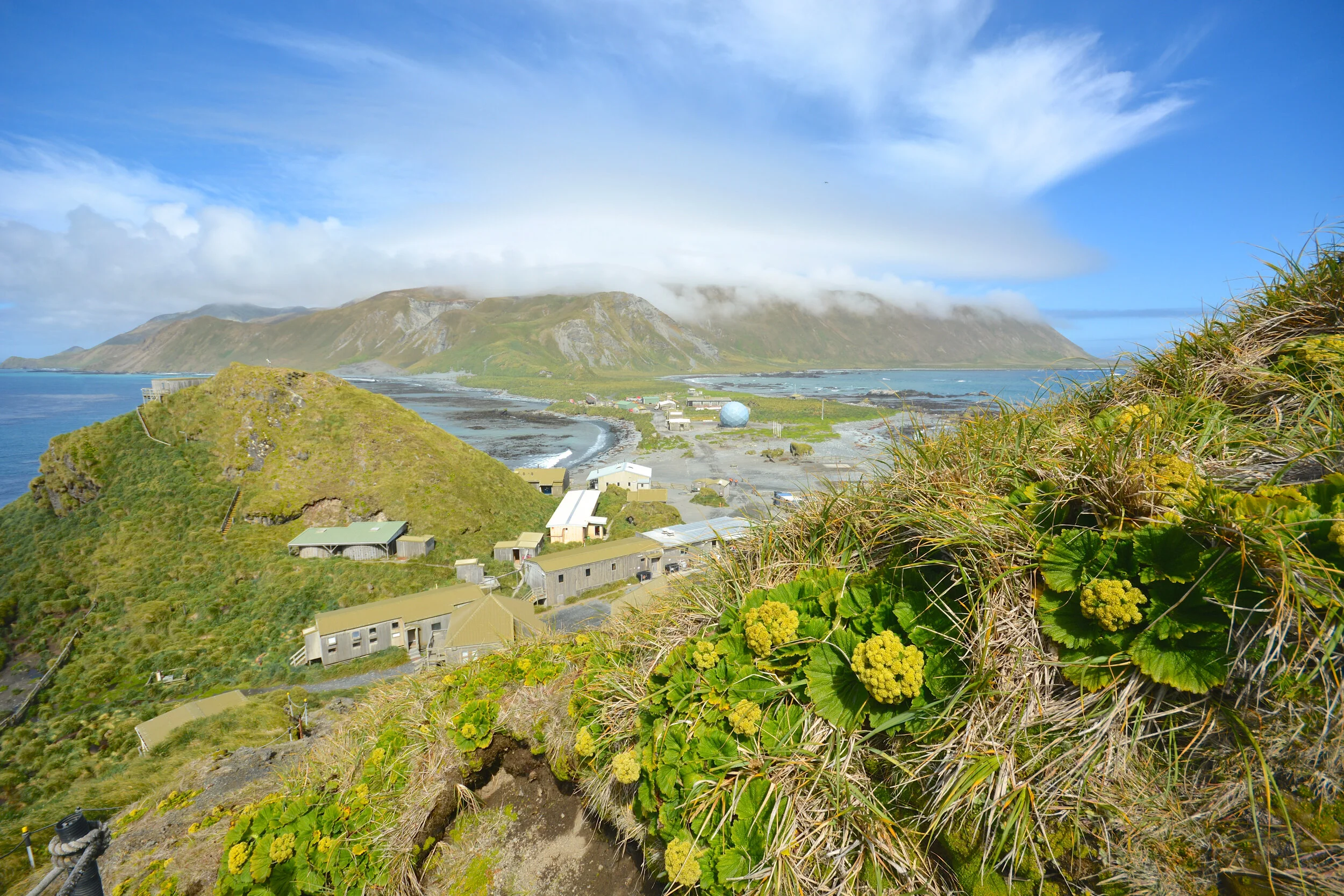 M113 - Macquarie Island cabbage (Stilbocarpa polaris) alongside the track up to Wireless Hill - January 2014 