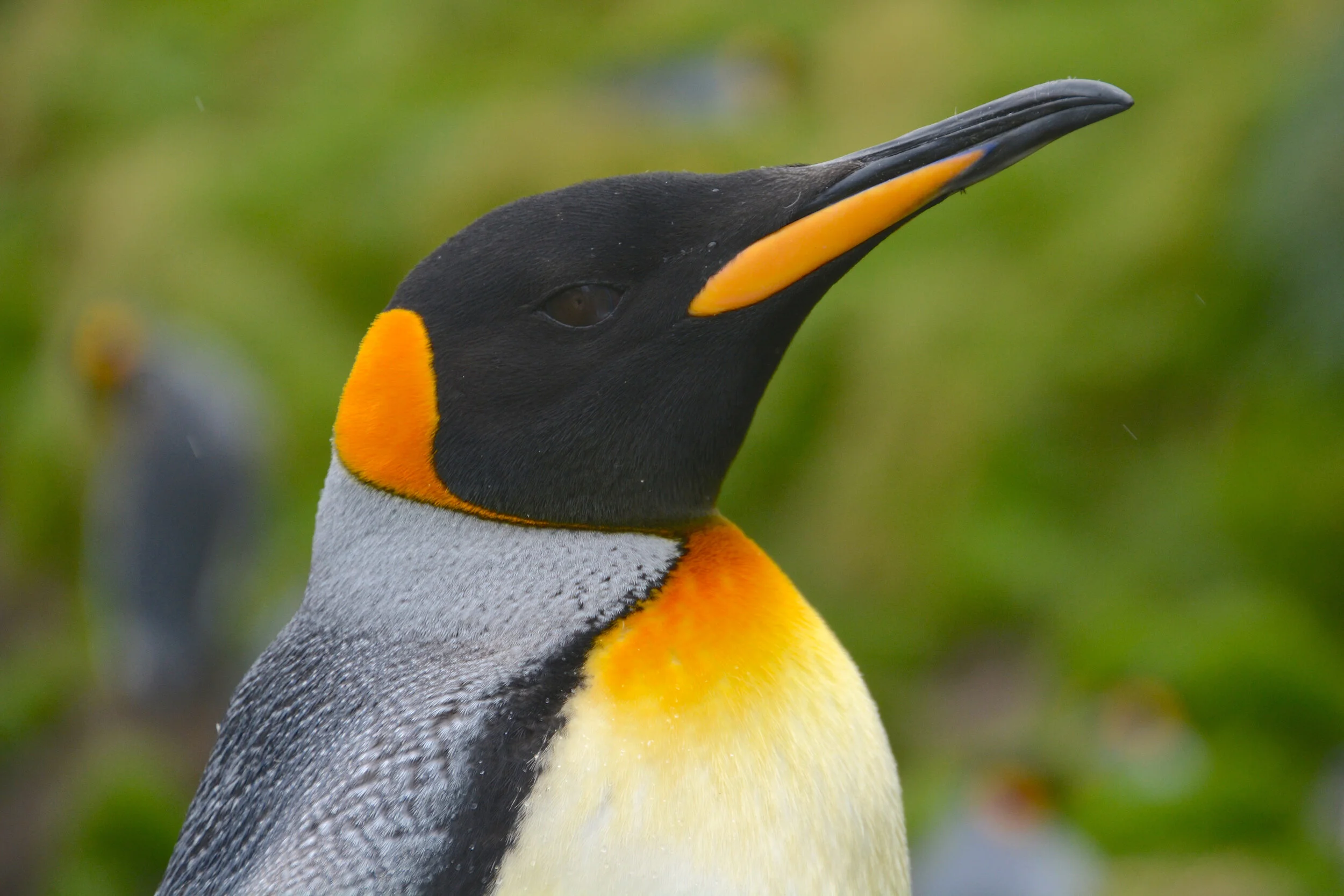 M117 - King penguin at Gadgets Gully - February 2014