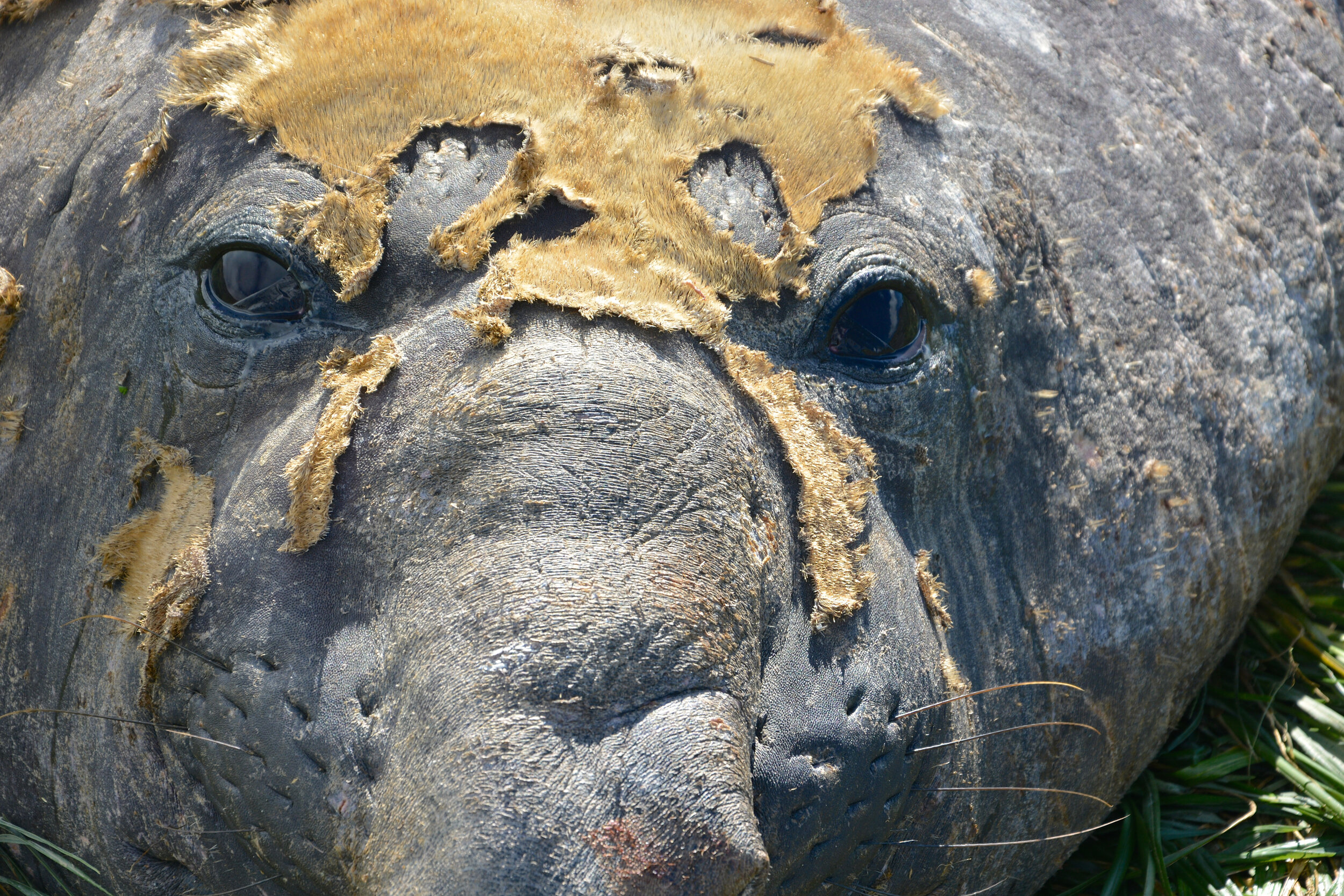 M119 - Molting male elephant seal - February 2014