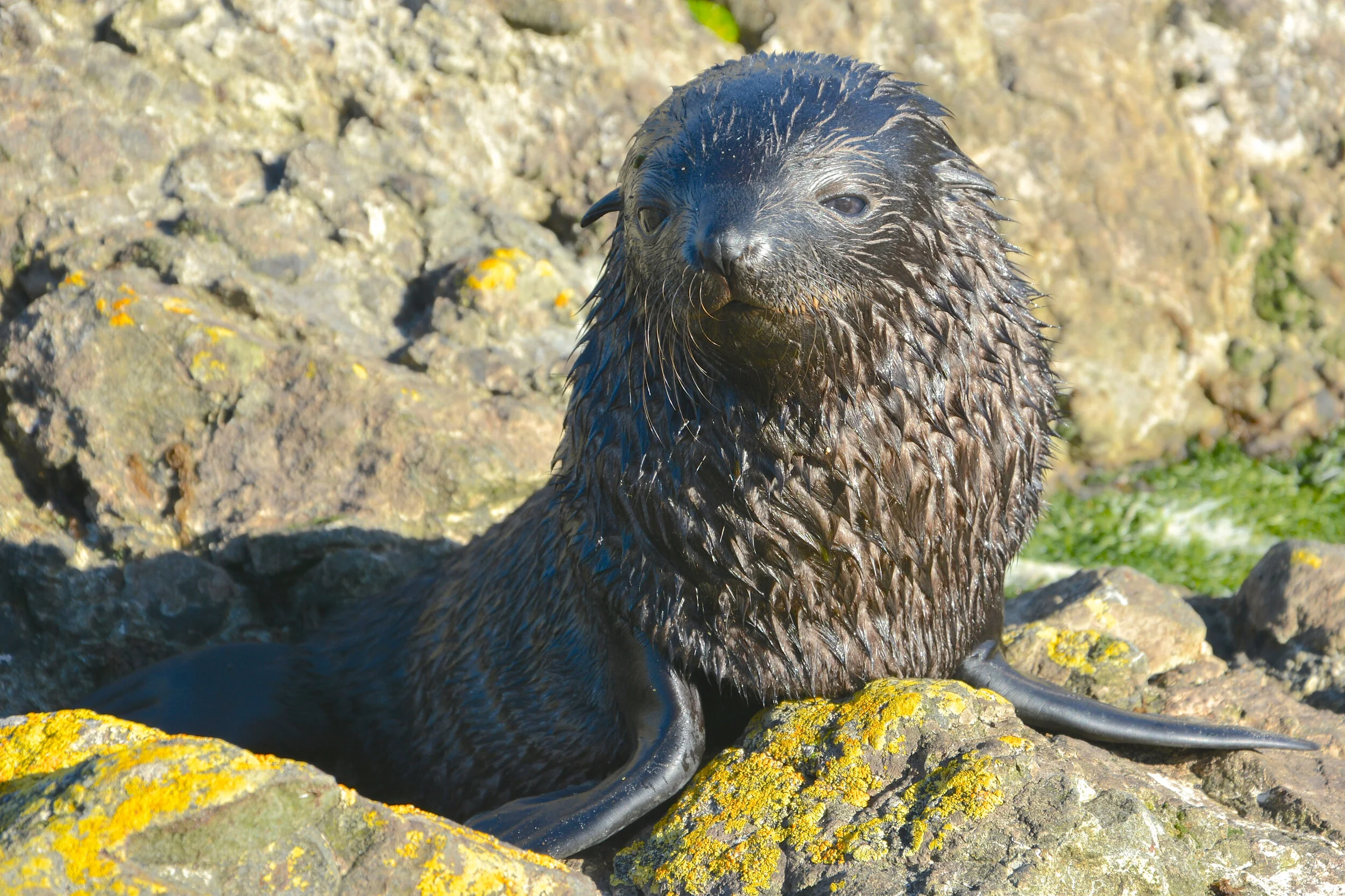 M123 - Fur seal pup in Garden Cove - February 2014