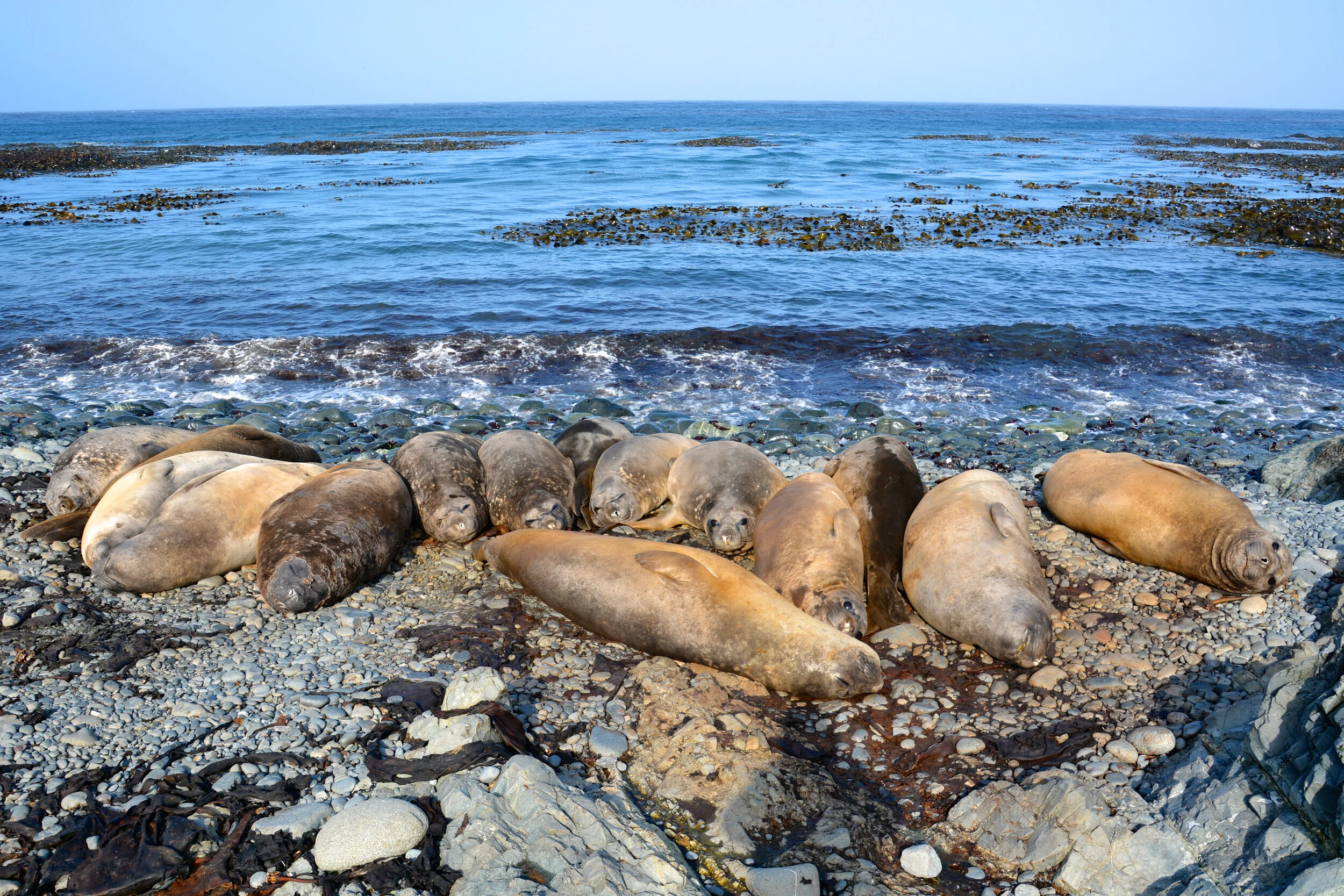 M213 - Juvenile elephant seals huddle together on West Beach - February 2014