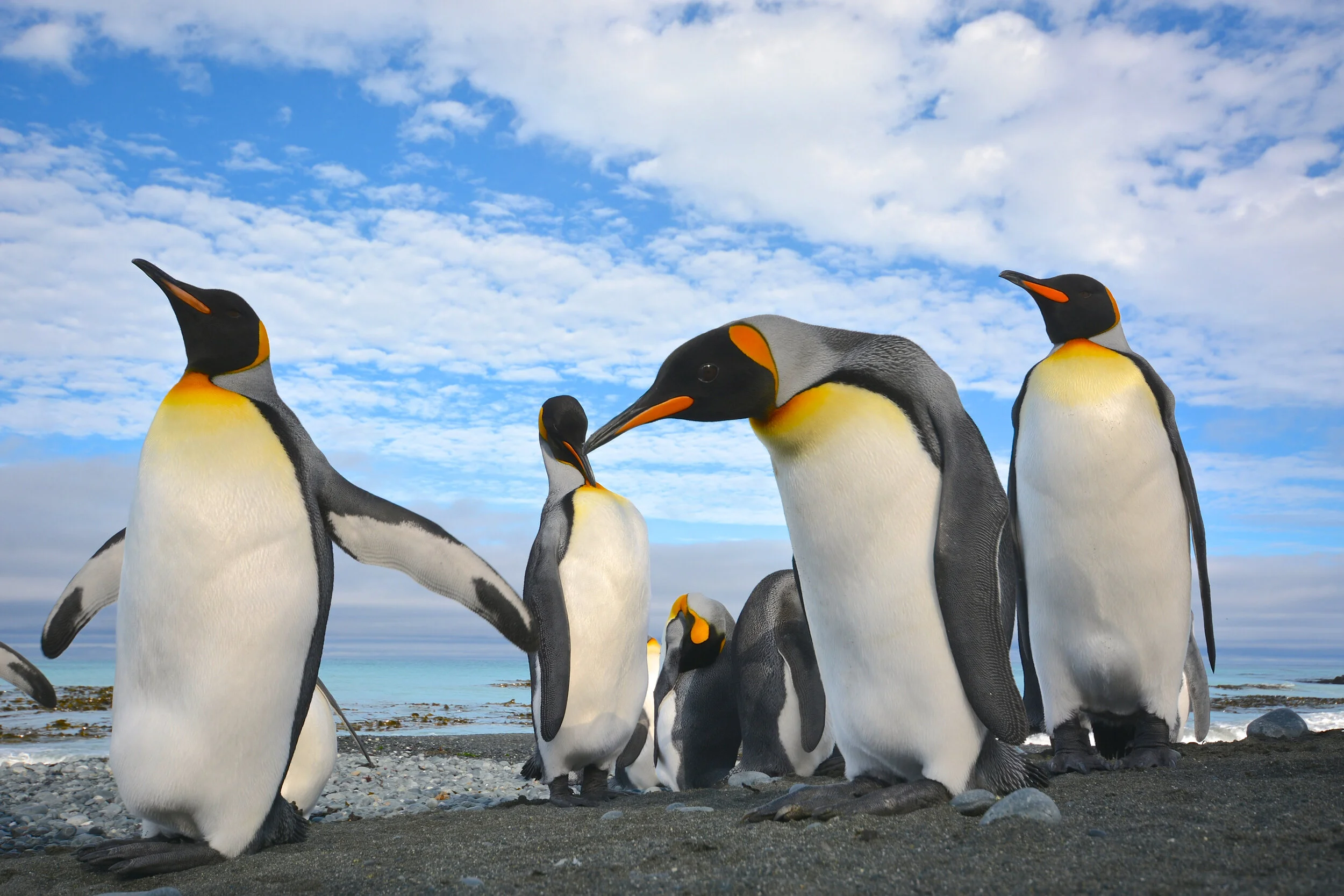 M217 - King penguins on the eastern shore of the Isthmus - February 2014