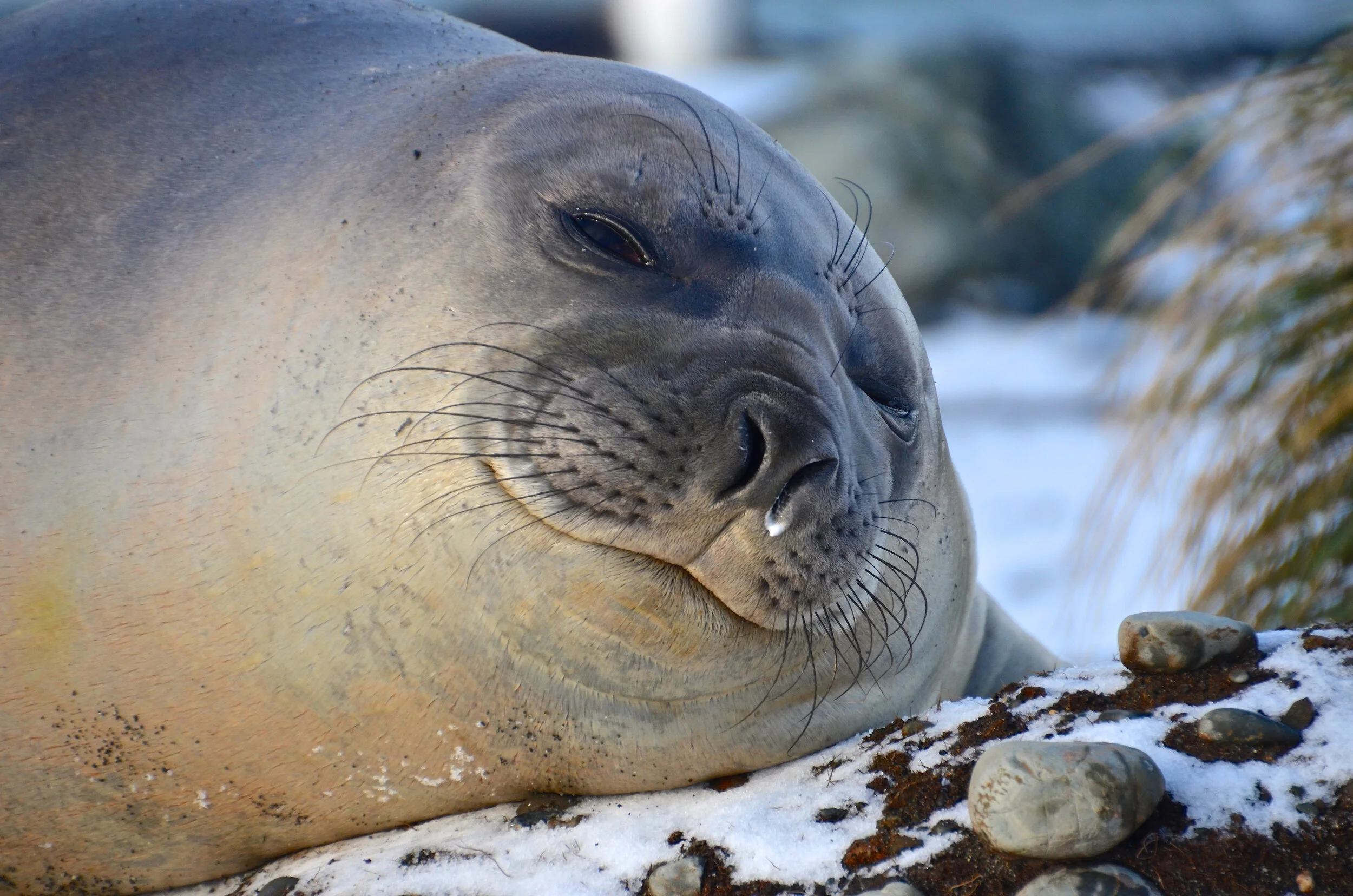 M220 - Young male elephant seal relaxing in the snow - May 2013