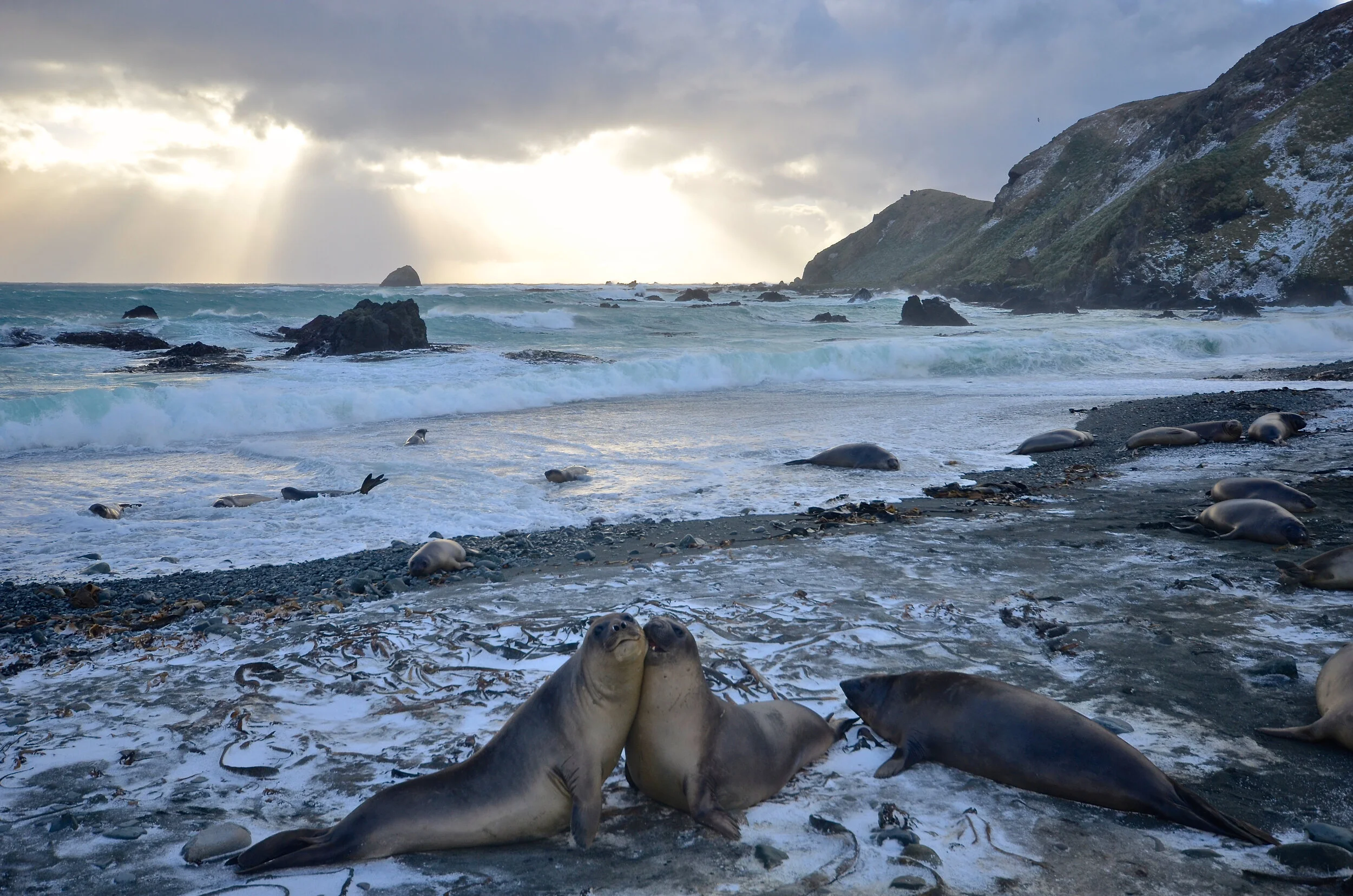 M235 - A couple of first year elephant seals practice their fighting skills on the beach just to the west of the station - May 2013