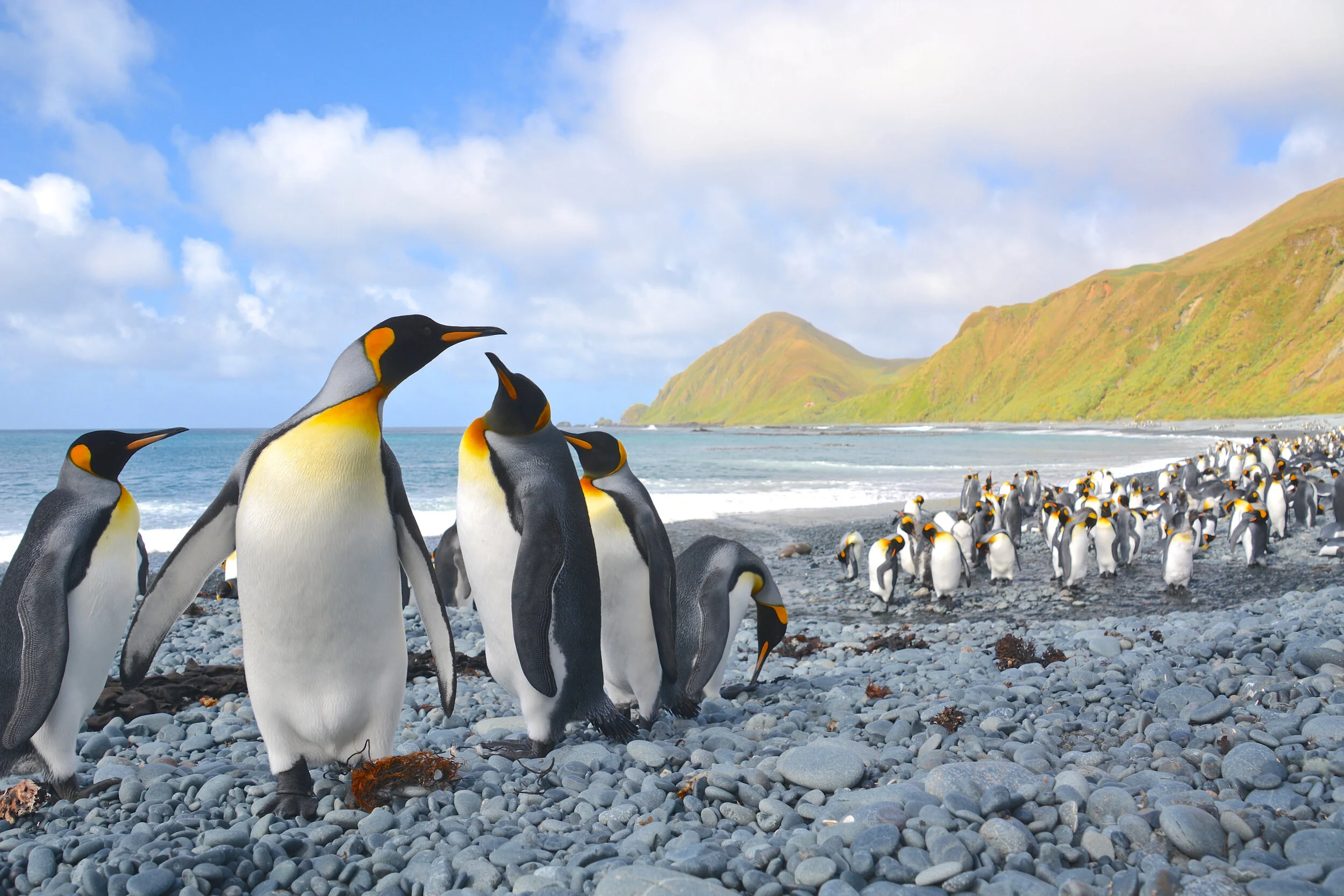 M236 - King penguins at Sandy Bay on the east coast - February 2014