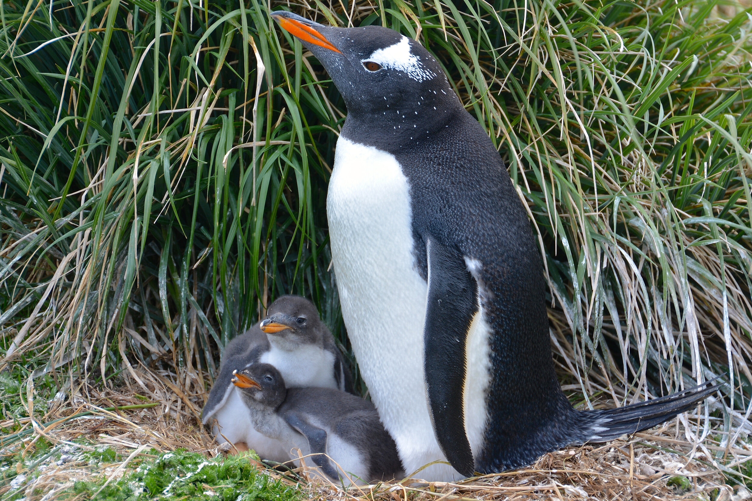 M222 - Gentoo penguin with twin chicks - November 2013