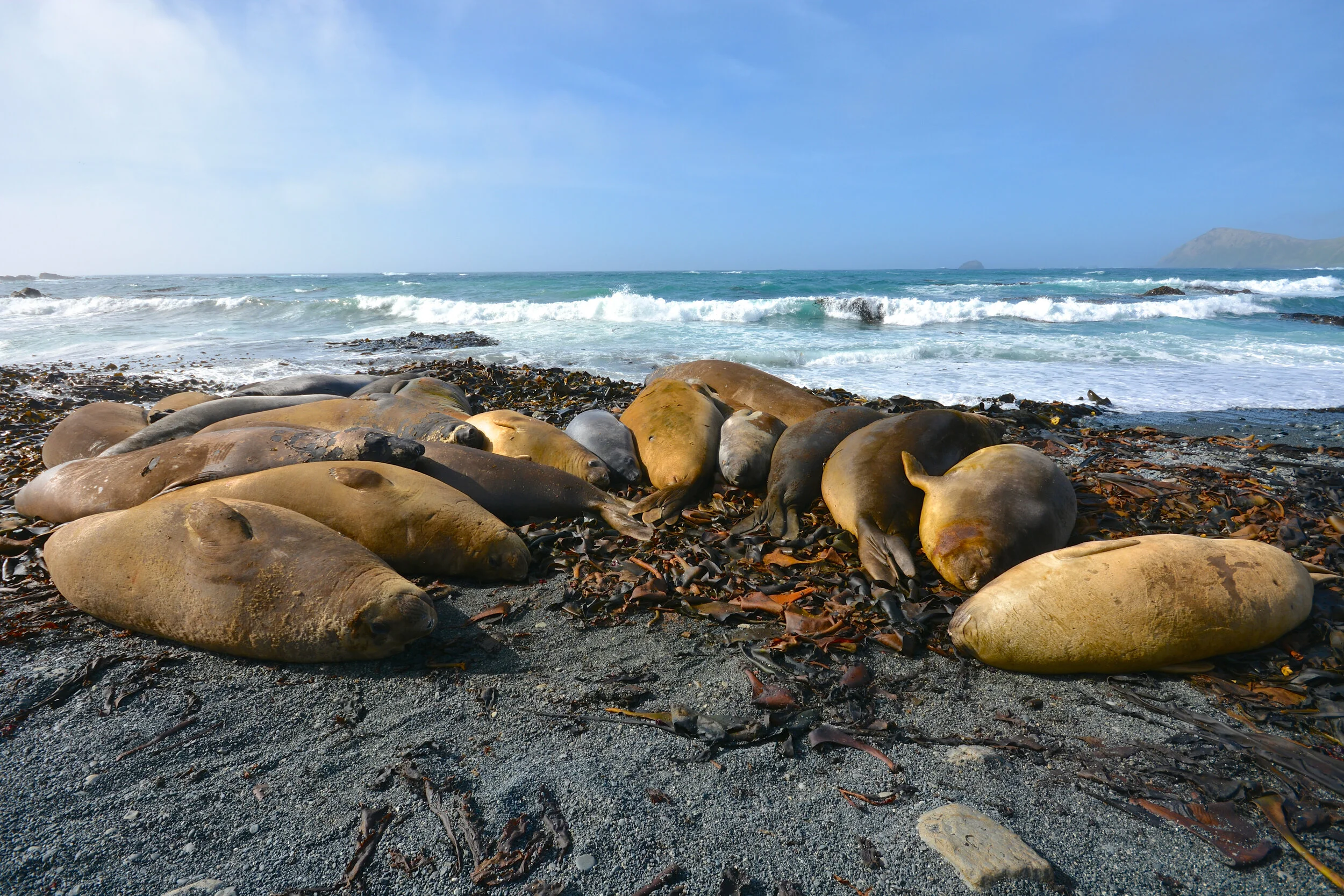 M230 - Juvenile elephant seals basking in the sun on West Beach - December 2013 