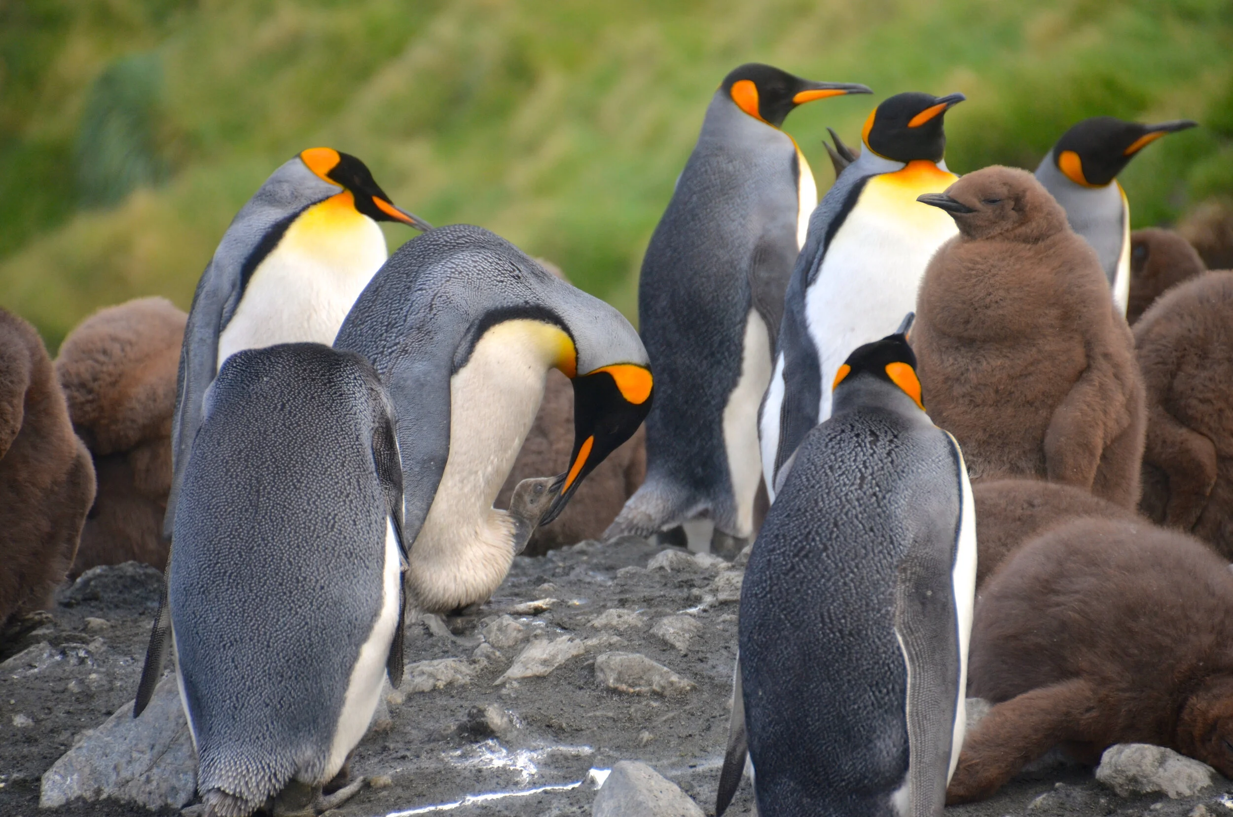 M229 - King penguins at Gadgets Gully with older chicks and a newly hatched chick - March 2013