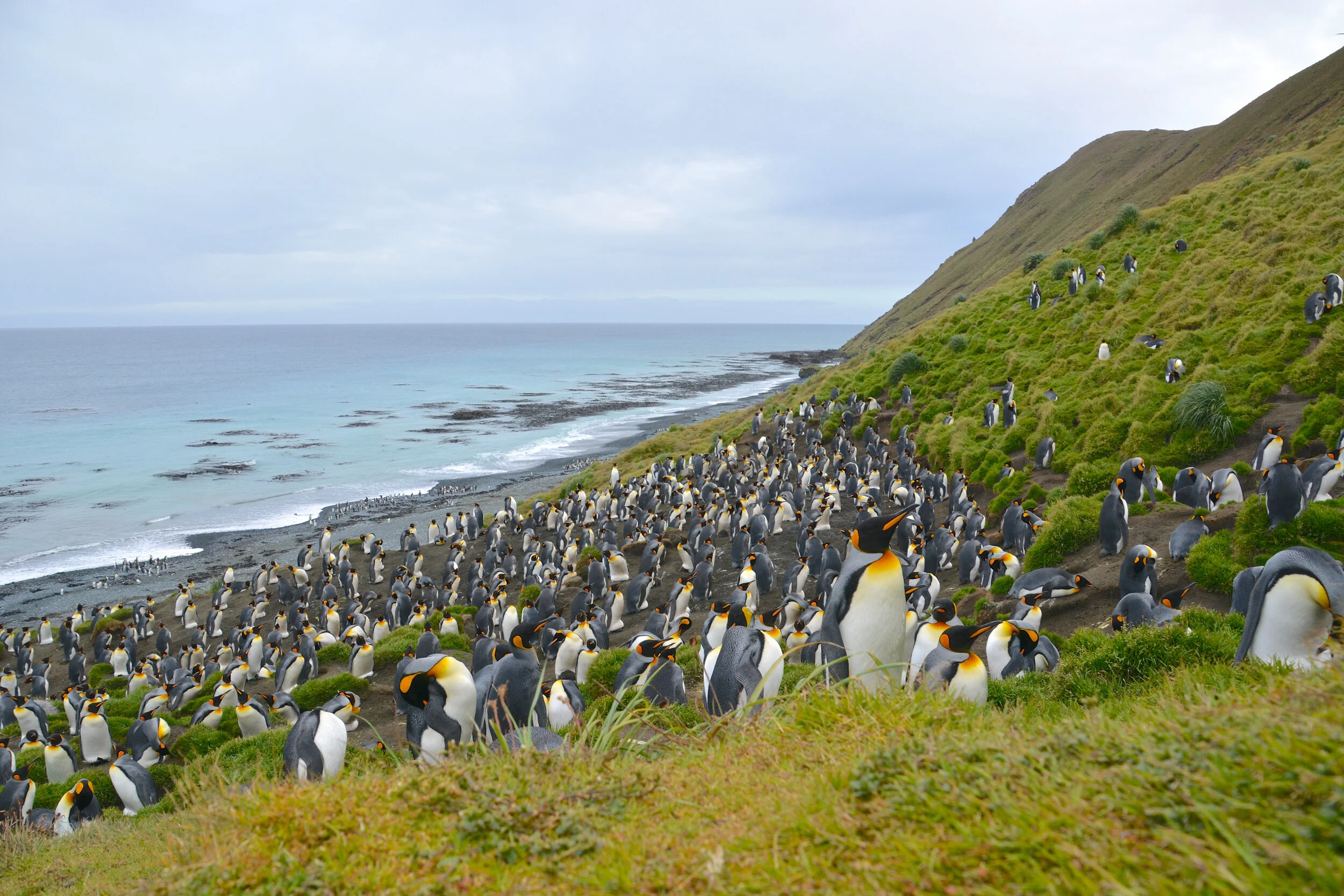 M224 - King penguin colony at Gadgets Gully on the east coast - January 2014