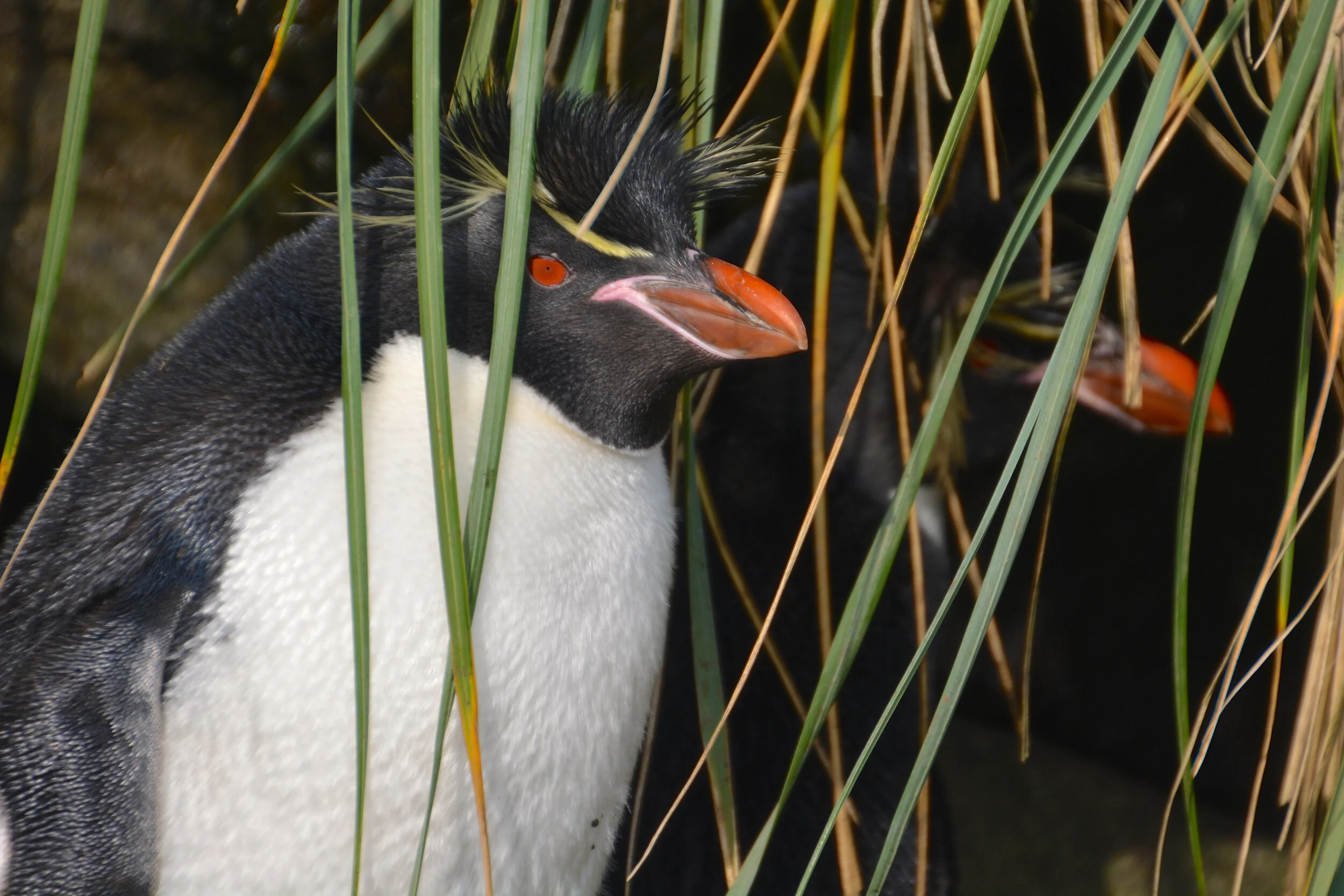 M228 - Shy rockhopper penguins on the slopes of Camp Hill - February 2014