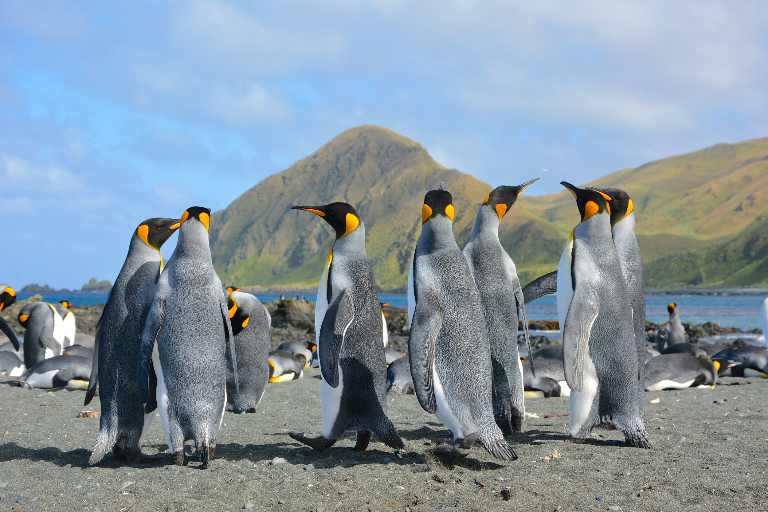 M241 - King penguins at Sandy Bay - February 2014