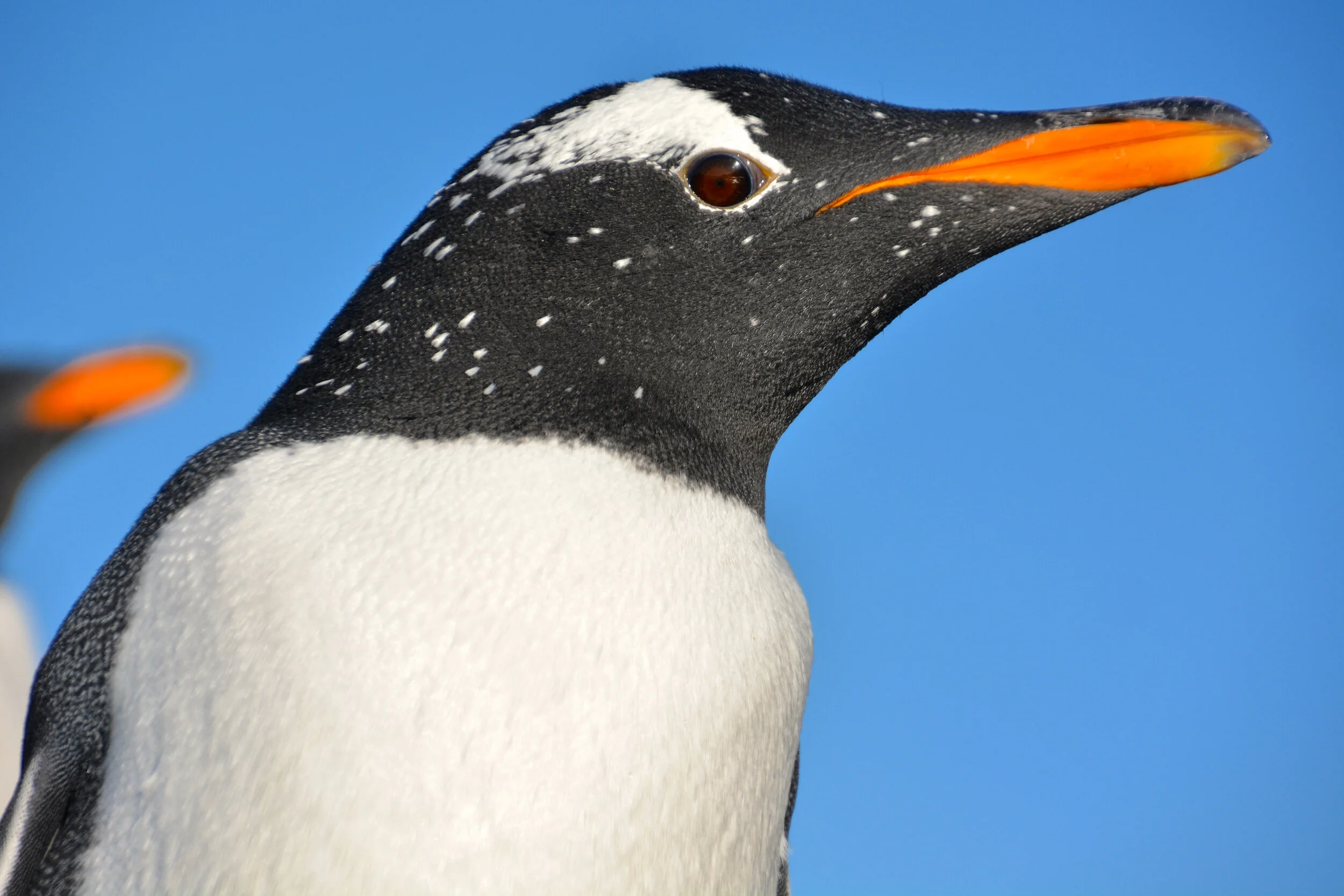 M245 - Gentoo penguin on West Beach - February 2014