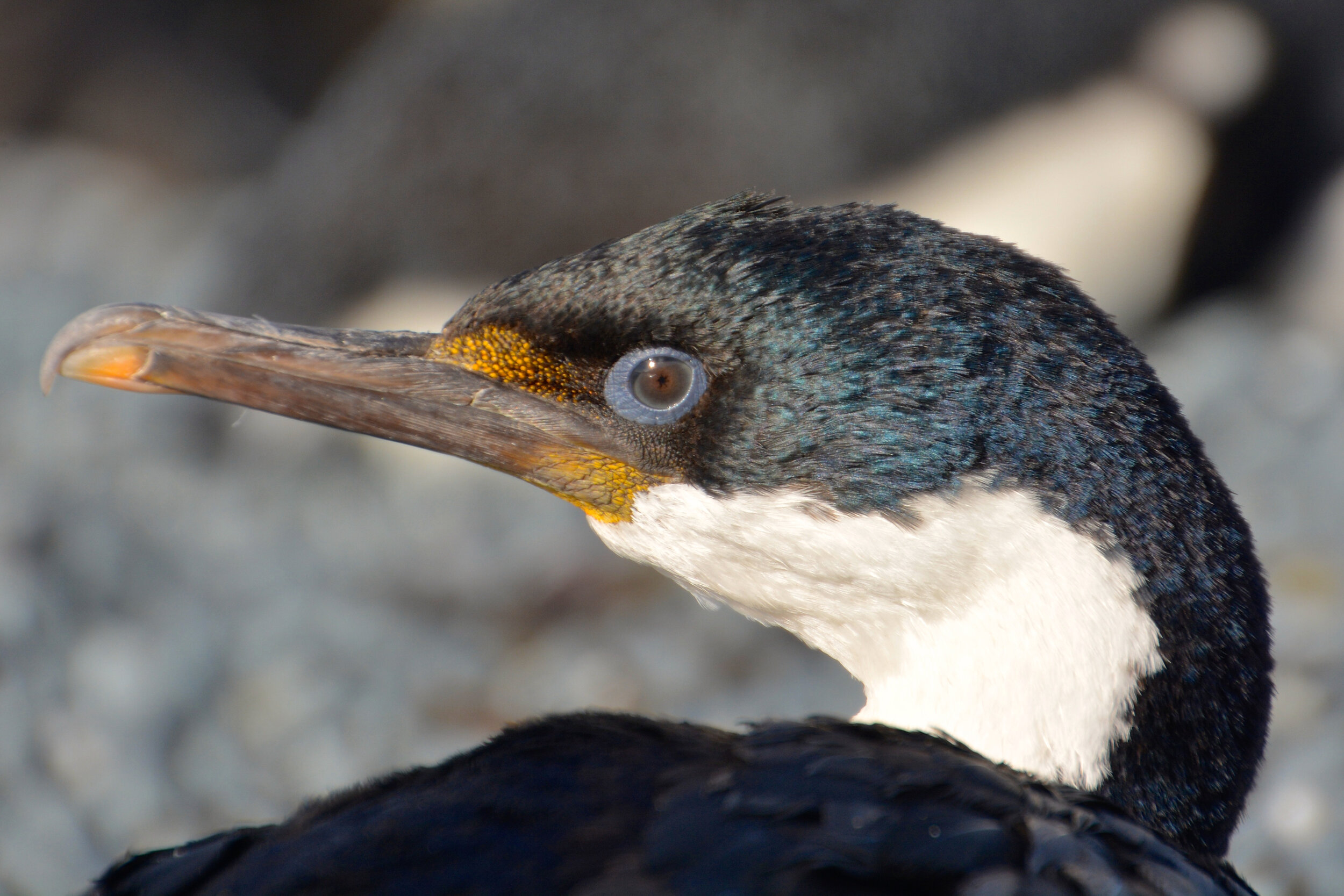 M246 - Macquarie Island cormorant on West Beach - February 2014