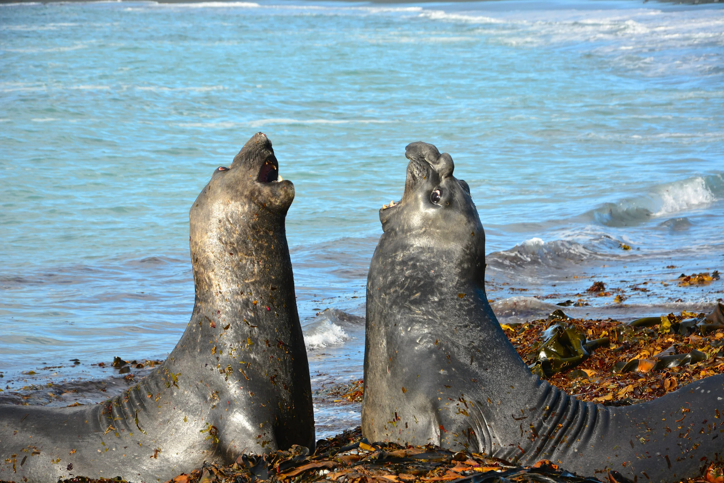 M249 - Male elephant seals practicing their fighting skills - February 2014