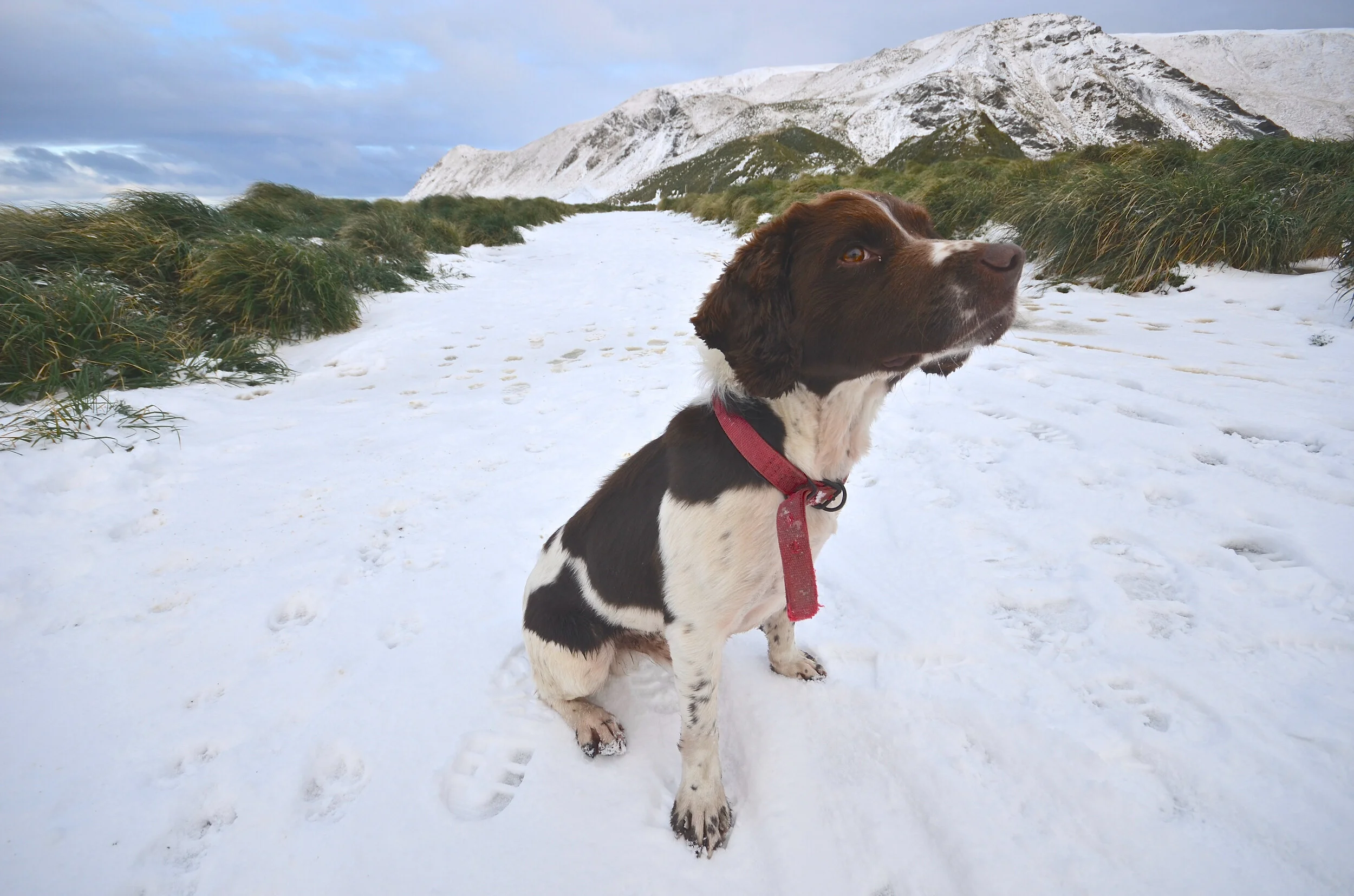 M250 - Joker - one of the MIPEP (Macquarie Island Pest Eradication Program) dogs - June 2013