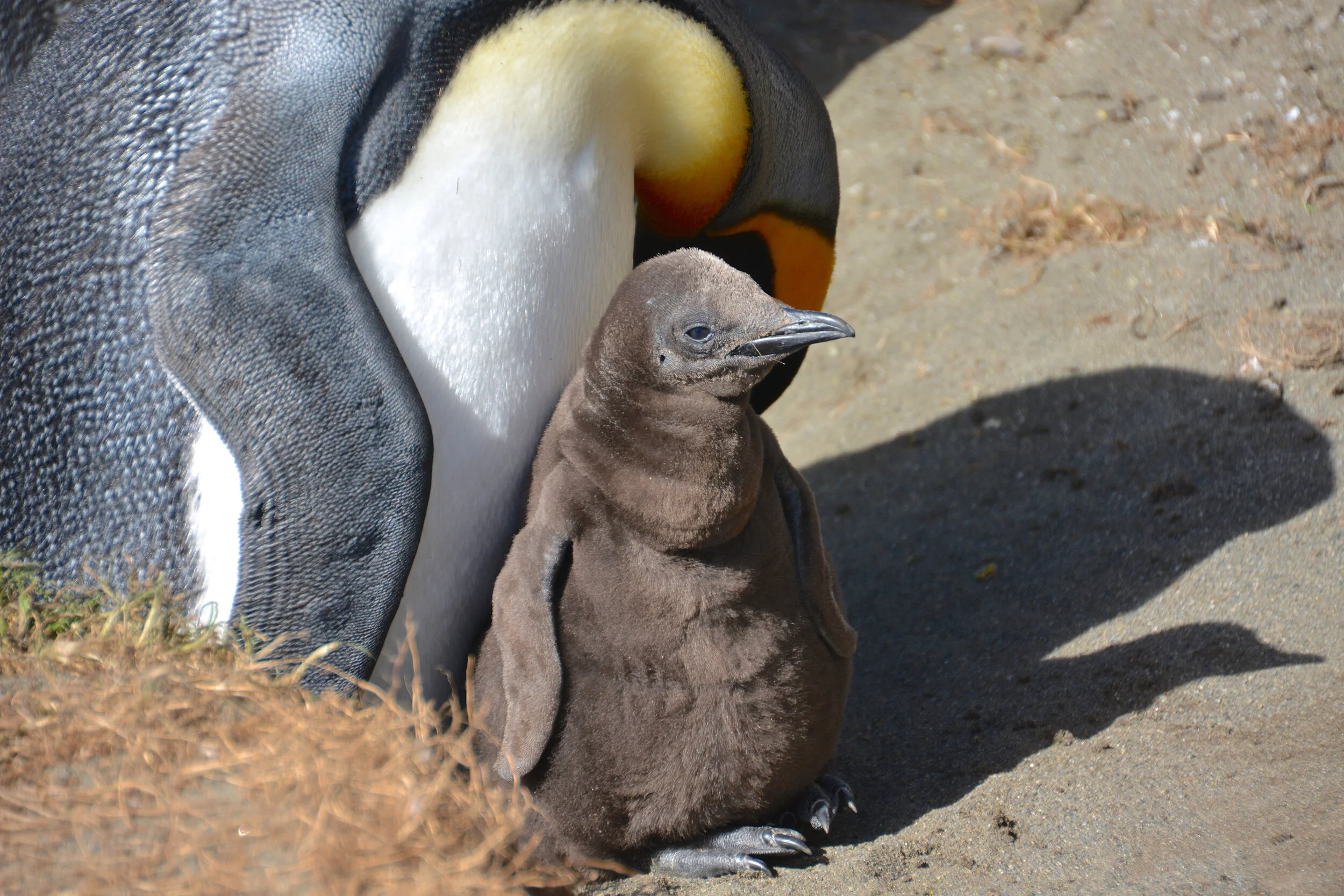M251 - King penguin and its chick at Gadgets Gully on the east coast - February 2014