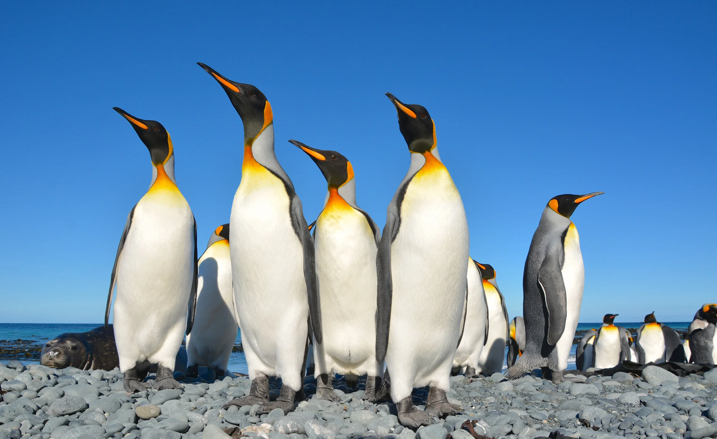 M124 - King penguins being photo bombed by a juvenile elephant seal  on the beach east of the Isthmus - February 2014