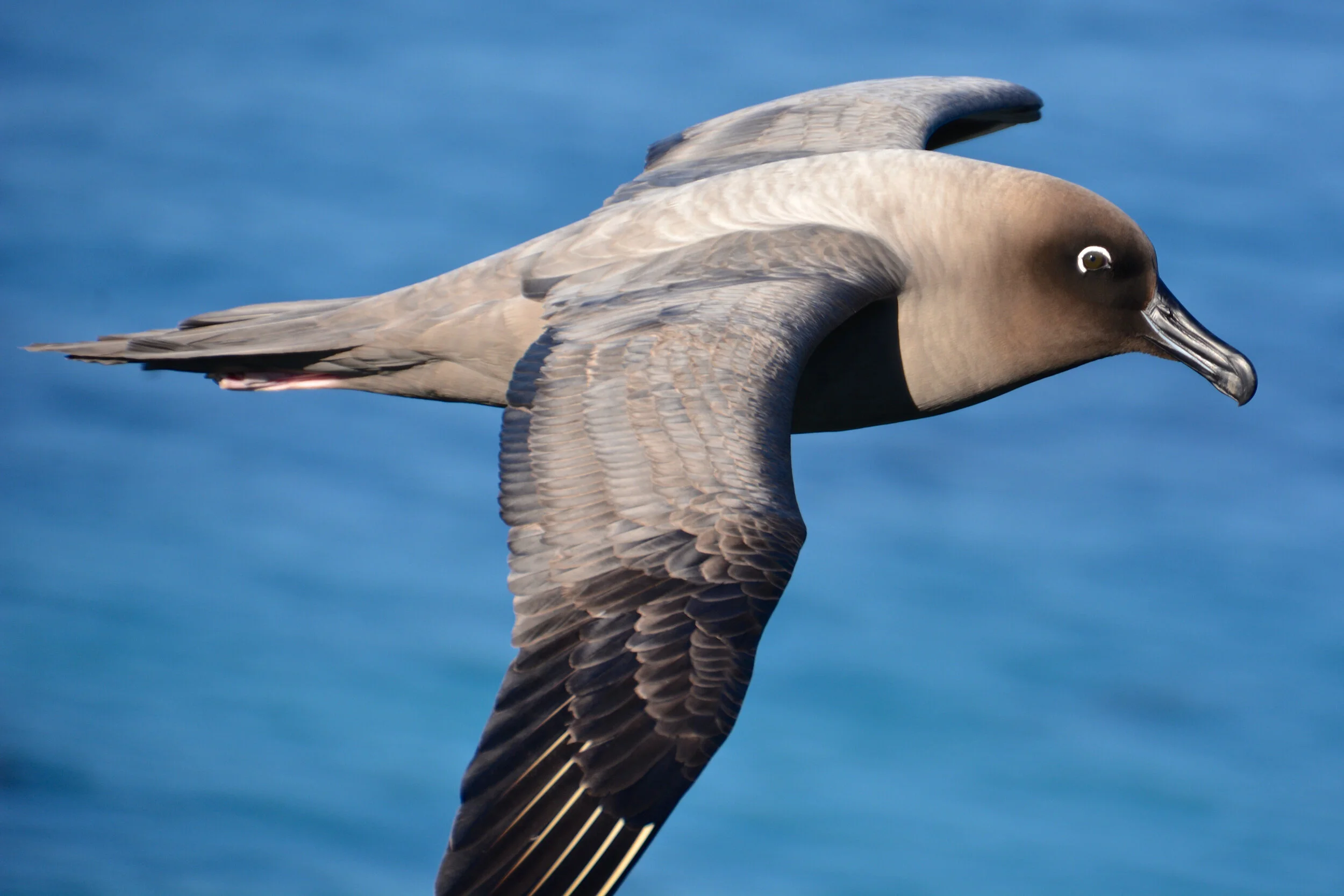 M255 - Light Mantled Sooty Albatross flying by the lookout on Razerback Ridge - February 2014