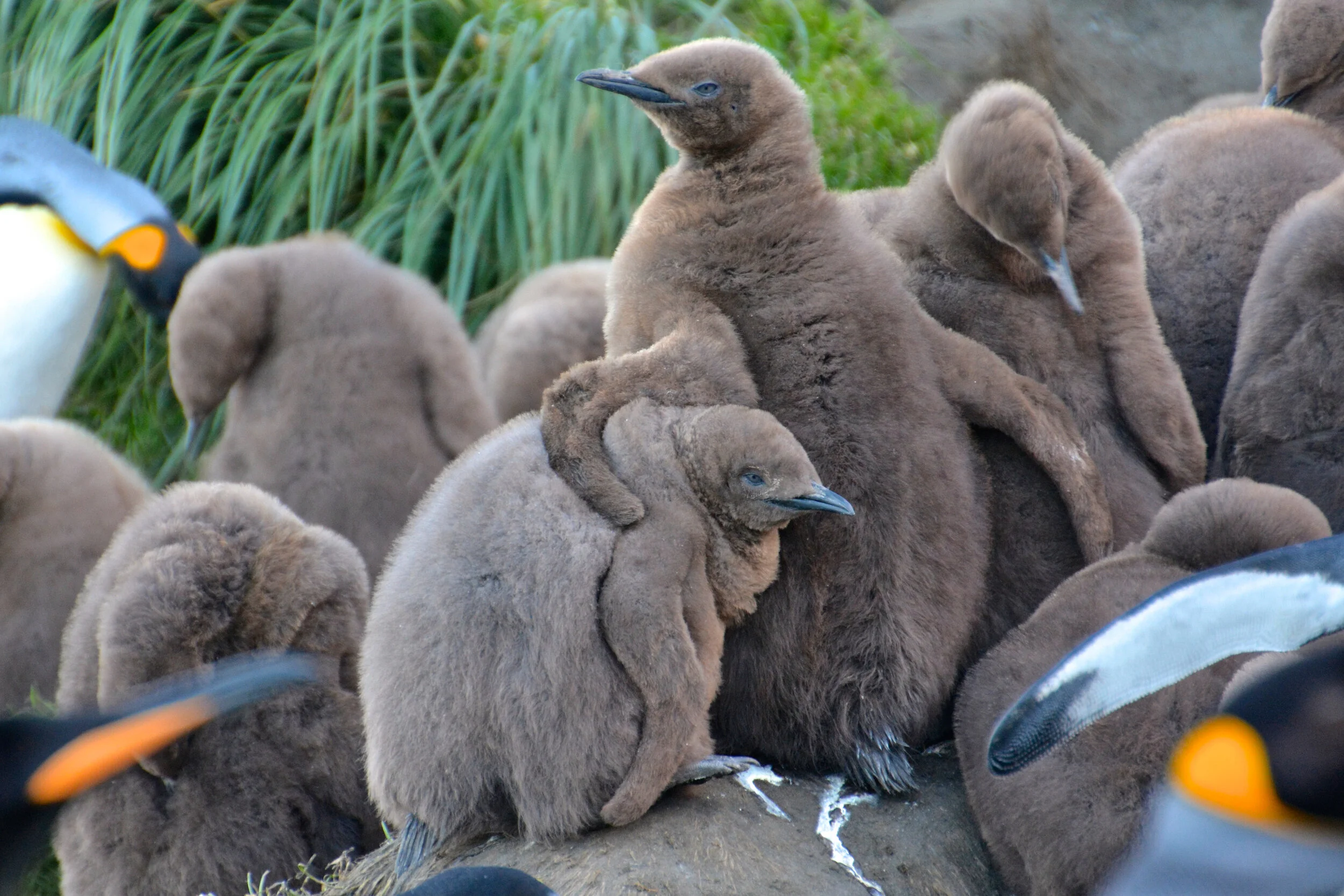 M134 - King penguin chicks Creche while their parents are out to sea catching food - March 2014