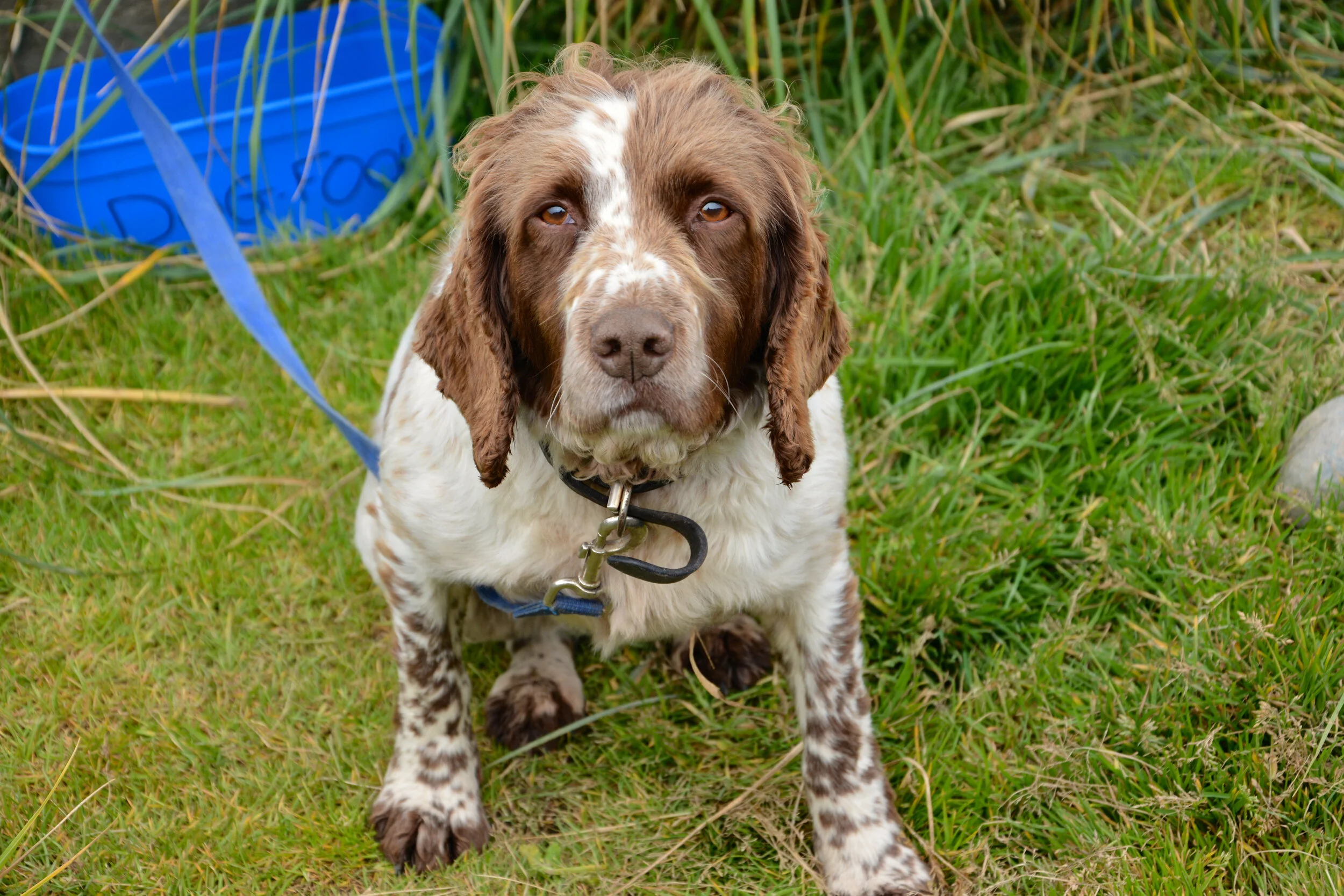 M141 - MIPEP (Macquarie Island Pest Eradication Program) dog Katie - March 2014