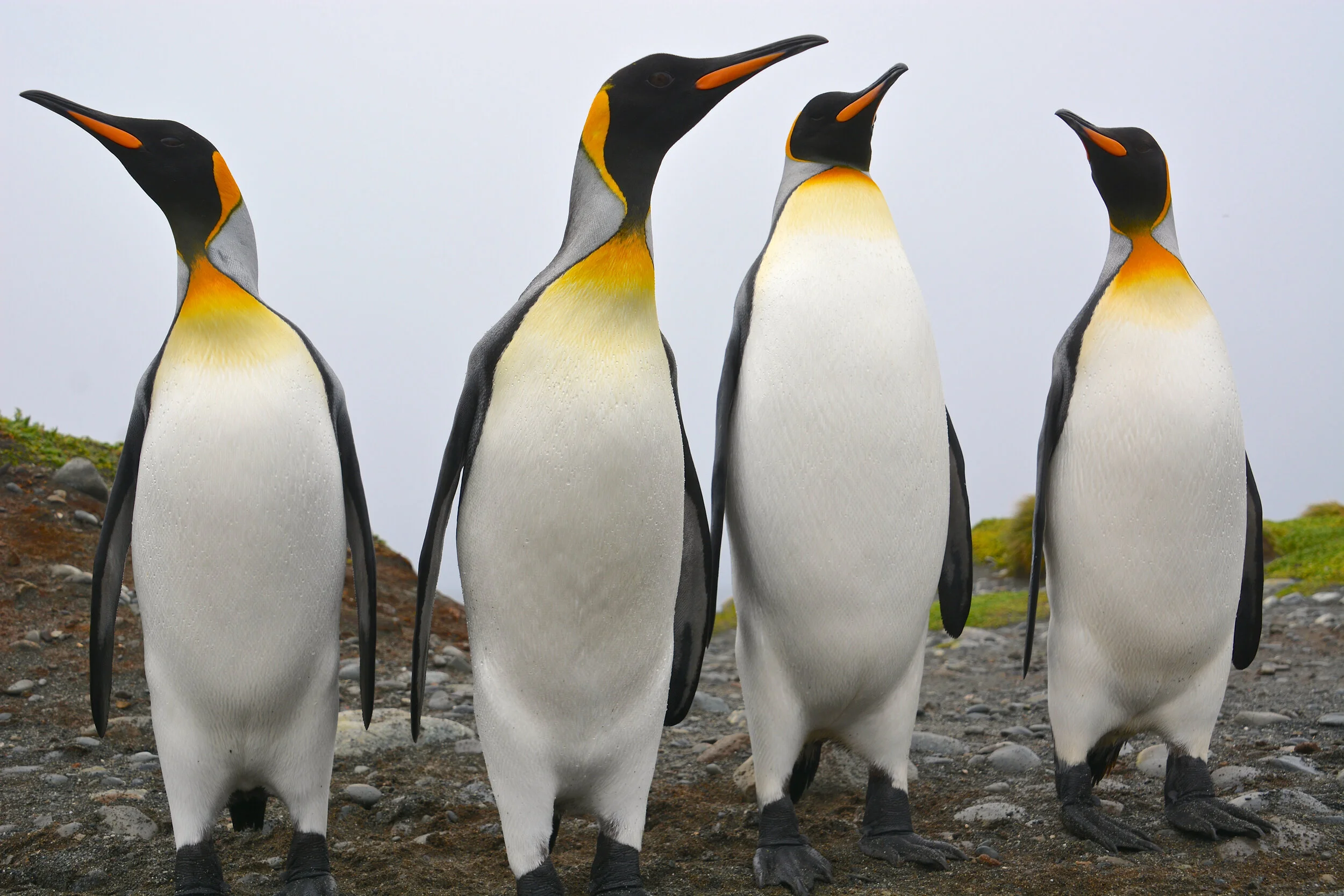 M142 - King penguins just came ashore to check out the station - April 2014