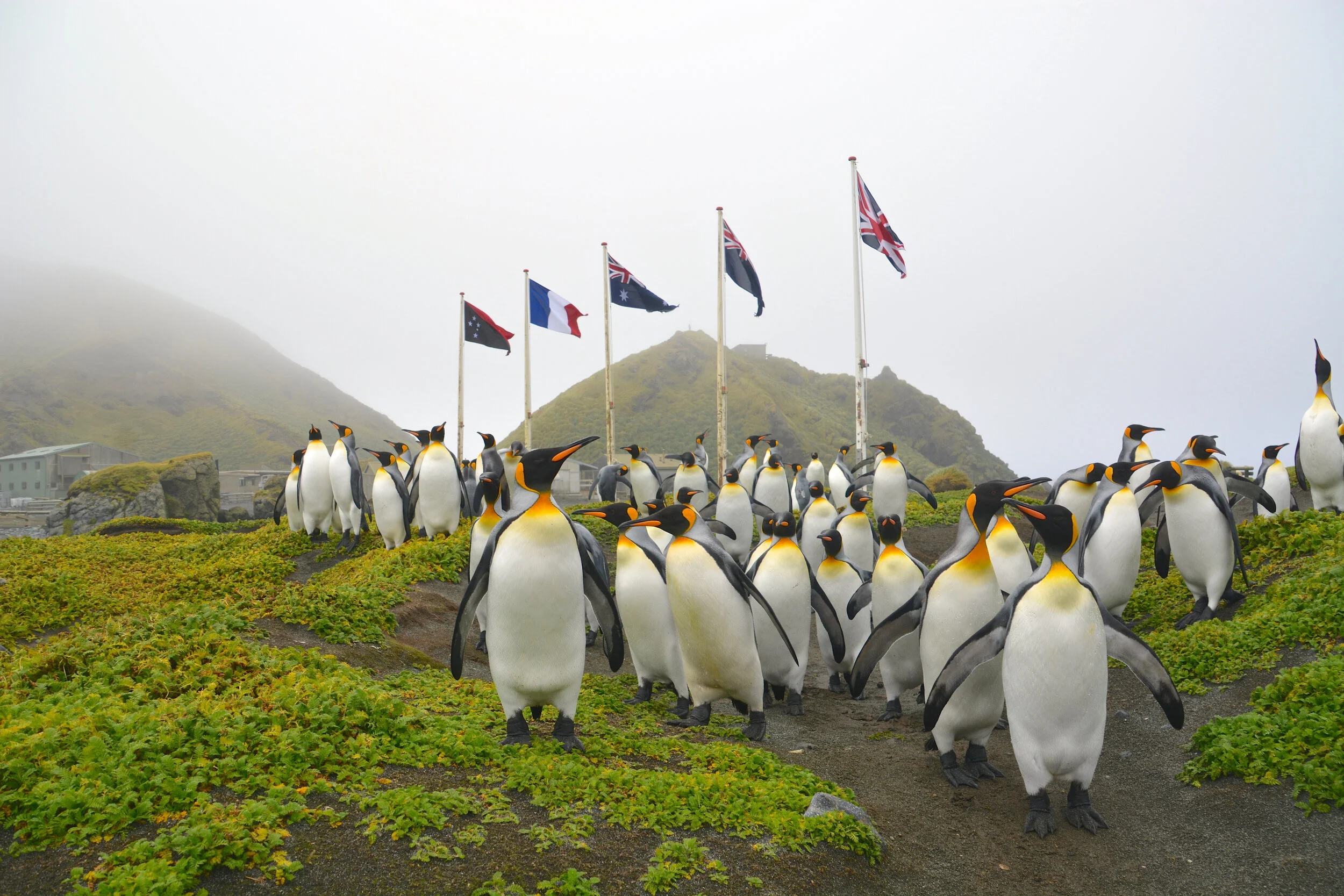 M143 - A group of king penguins wandering around the station - April 2014