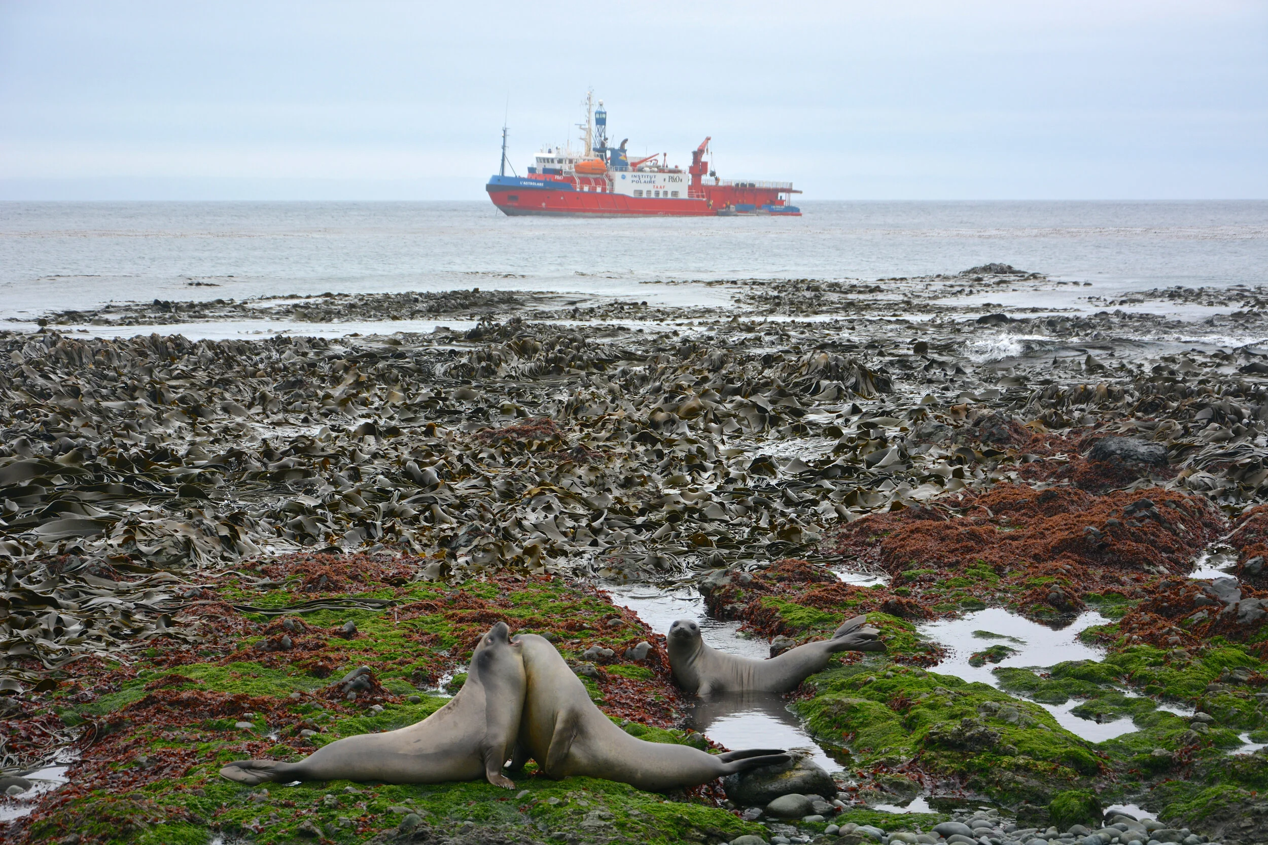 M145 - Young elephant seals play fighting on the reef just on the east side of the Isthmus - April 2014