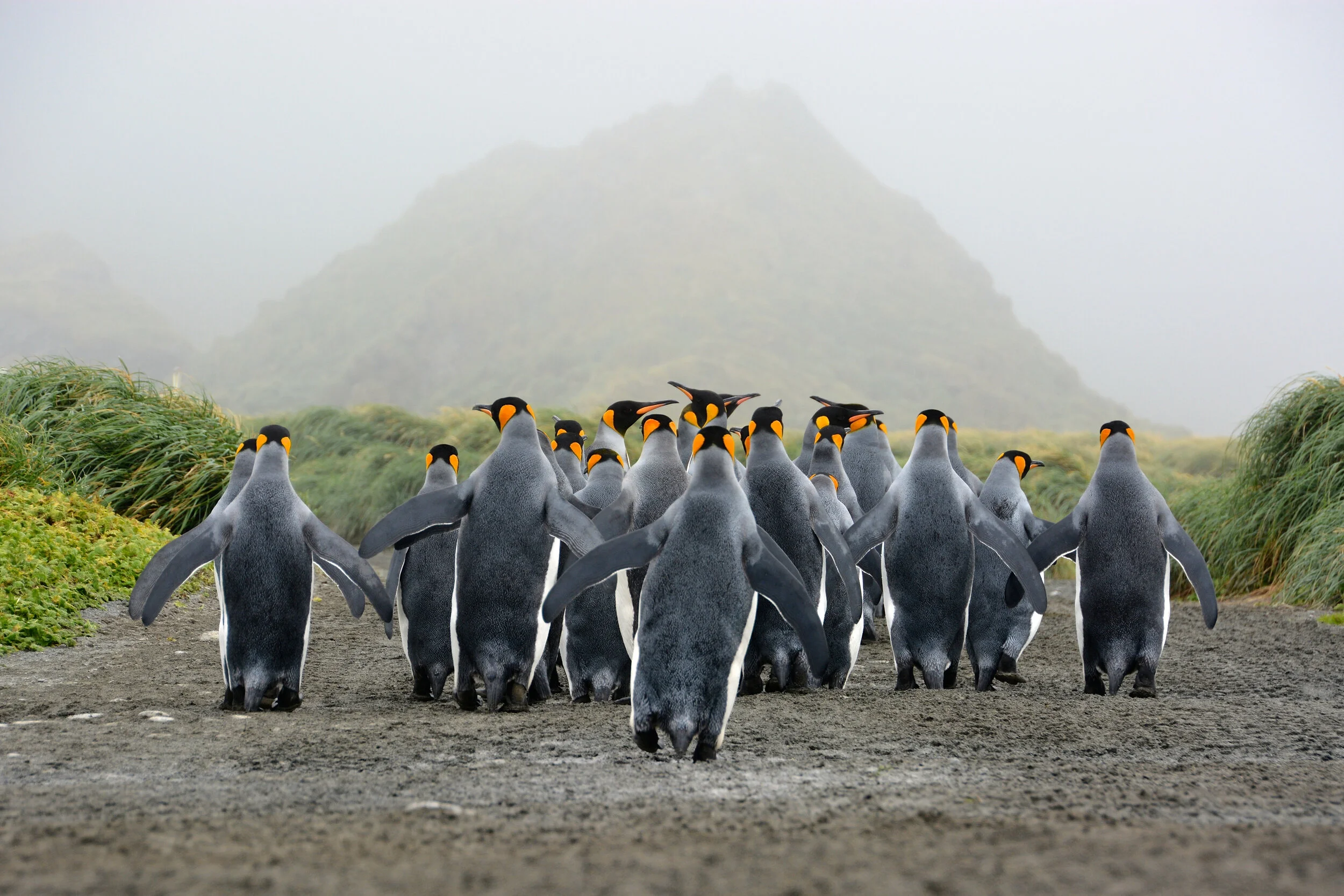 M149 - After visiting the station a waddle of king penguins leave on the only track out - April 2014 
