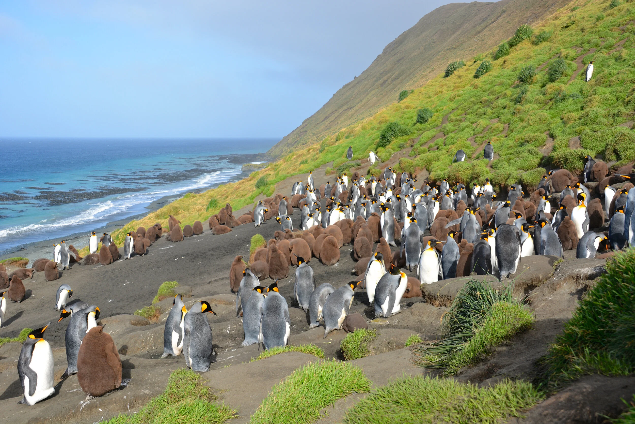 M151 - Last look at the king penguin colony at Gadgets Gully on the east coast - April 2014