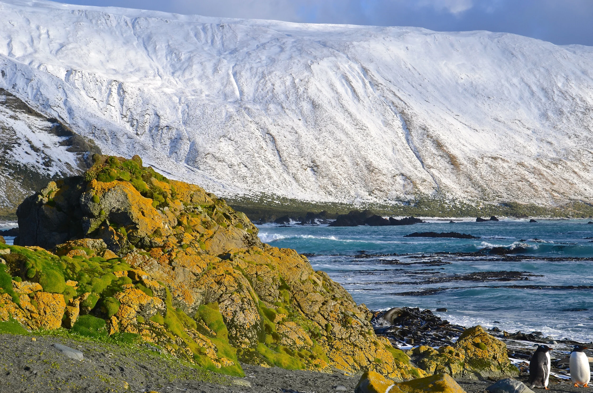 M156 - Big snowfall provides a stark contrast with the lichen and moss covered rocks - July 2013