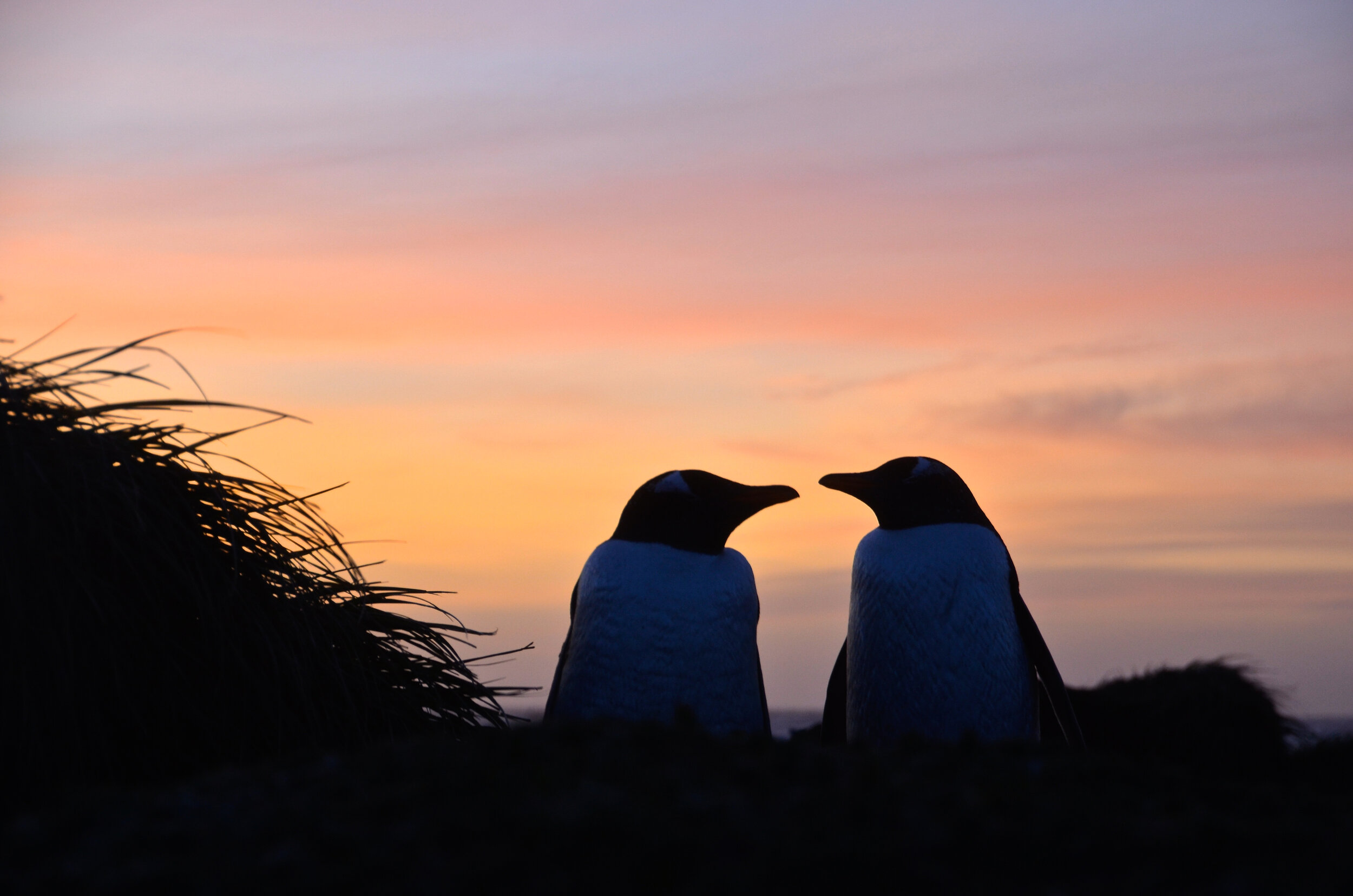 M158 - A pair of gentoo penguins at sunset - July 2013