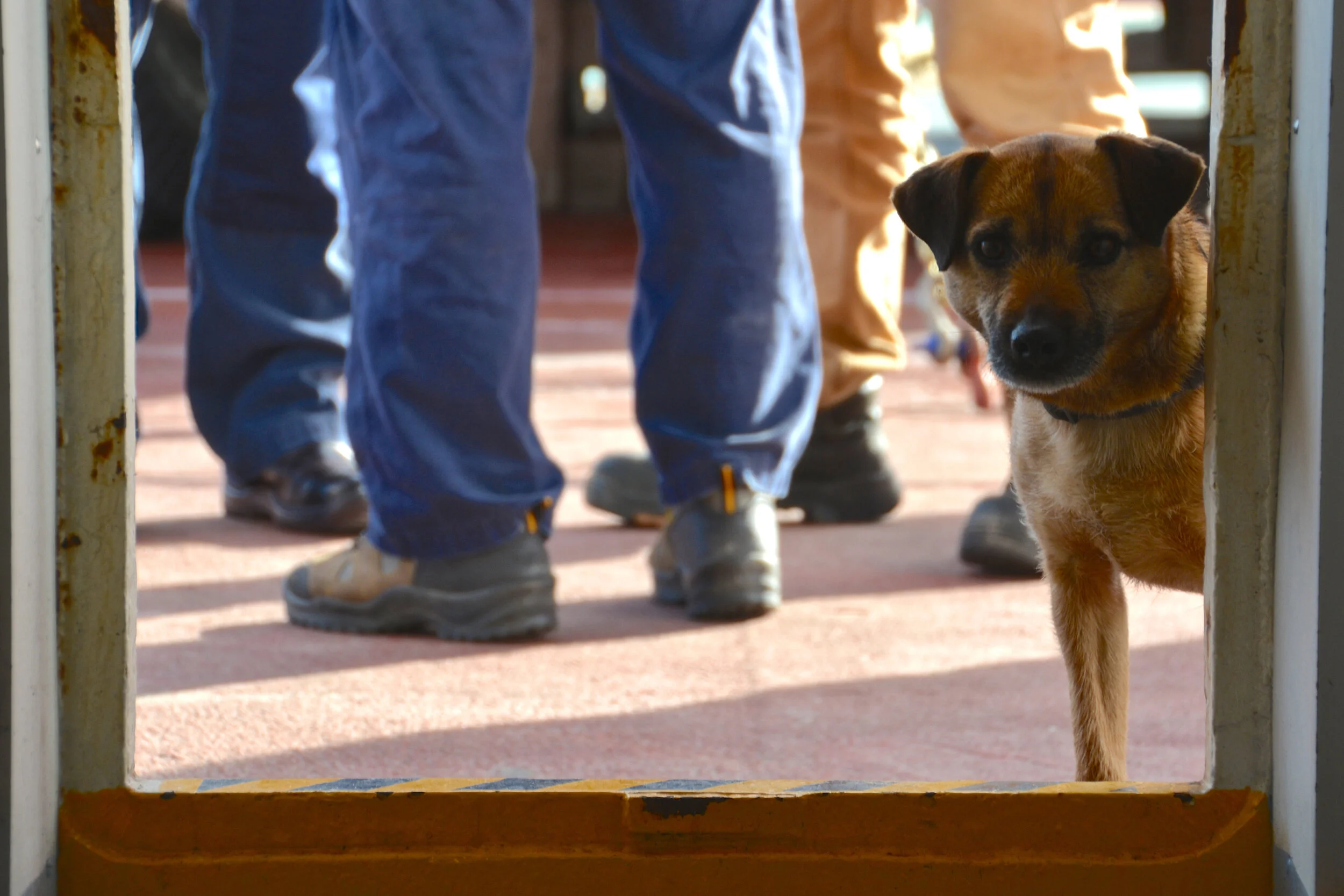 M160 - MIPEP dog Cody on the voyage back to Hobart - April 2014