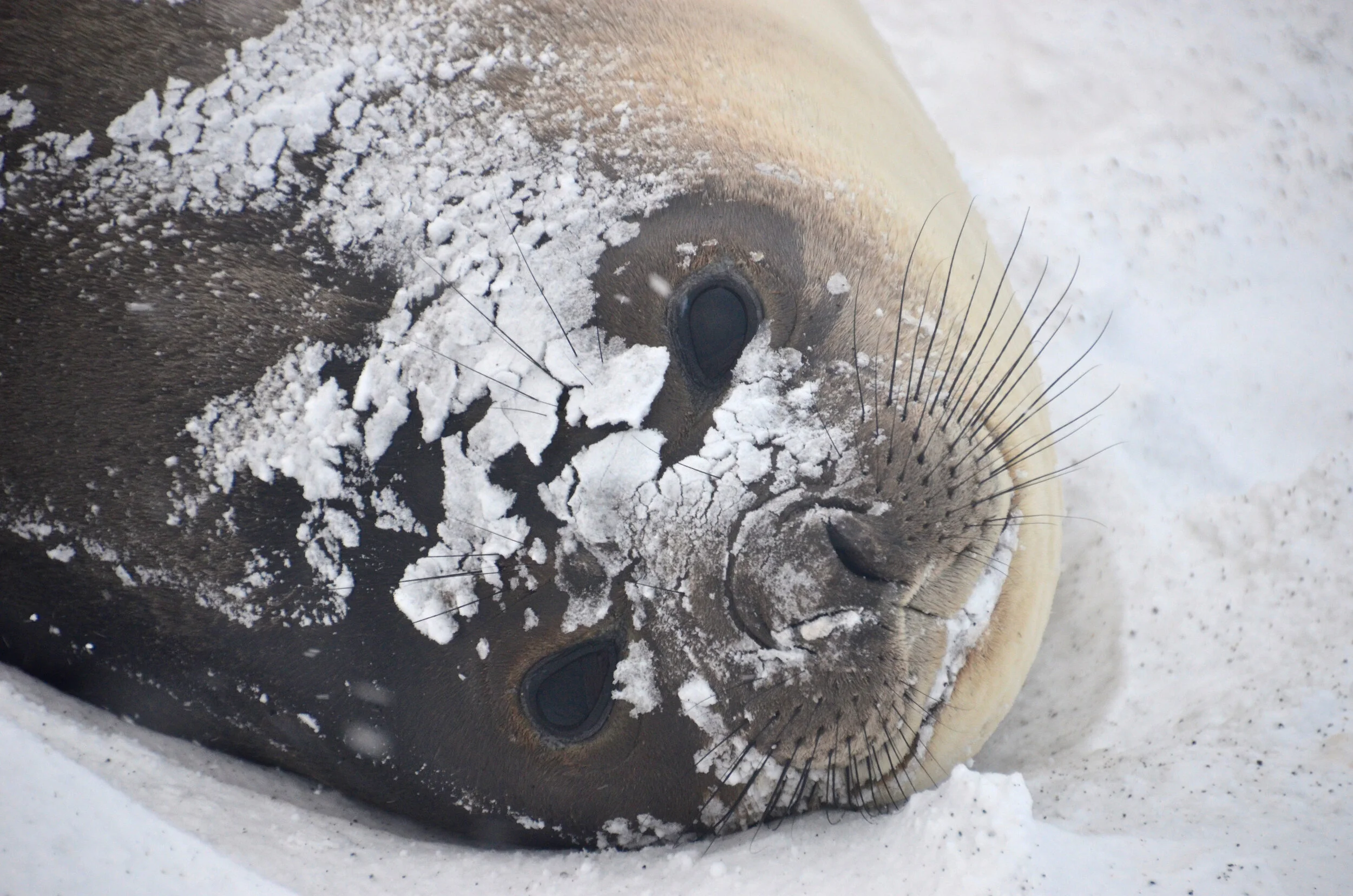 M166 - Young elephant seal encrusted in snow - July 2013