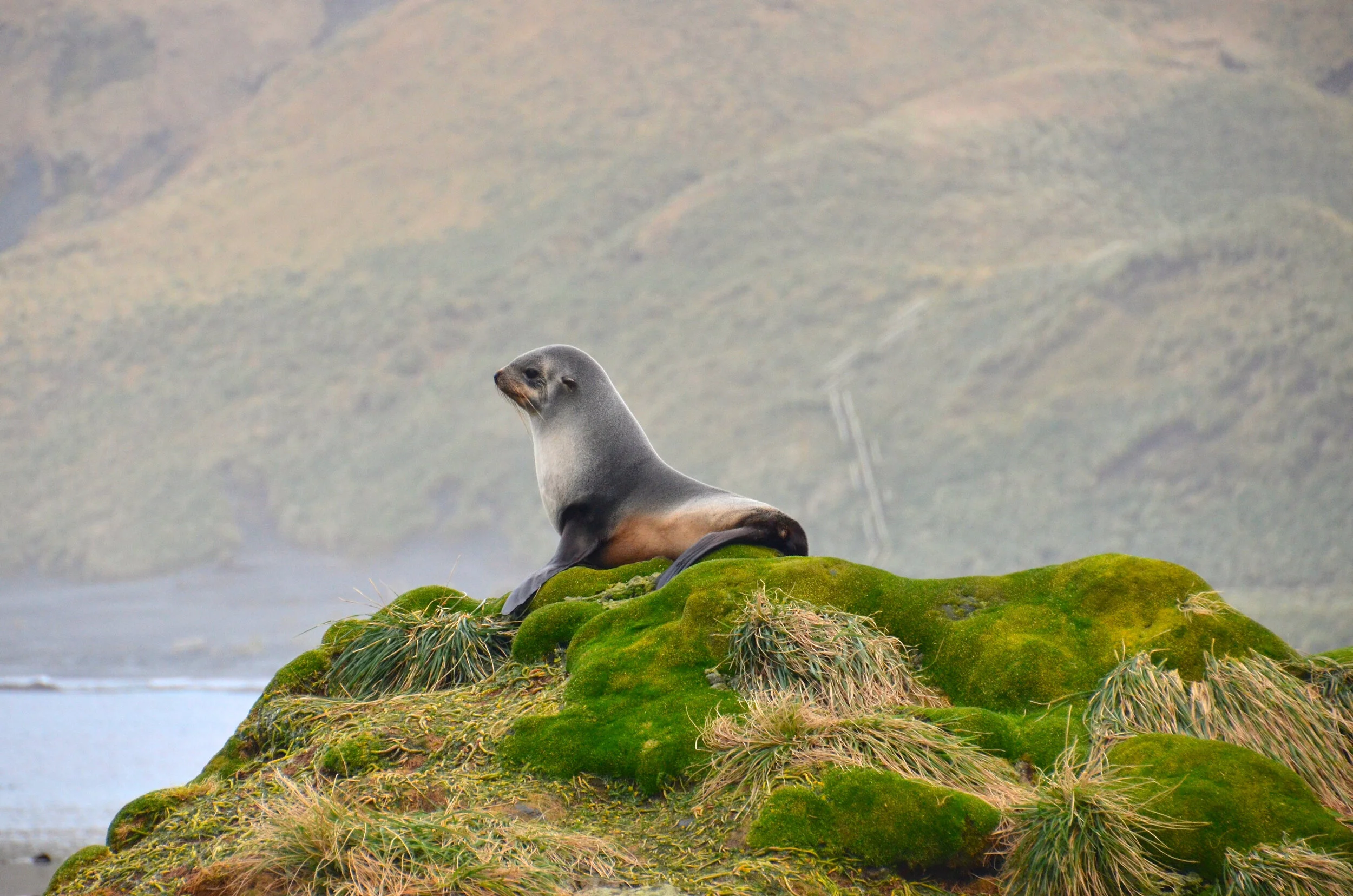 M170 - A young fur seal on a mound in Garden Cove - August 2013